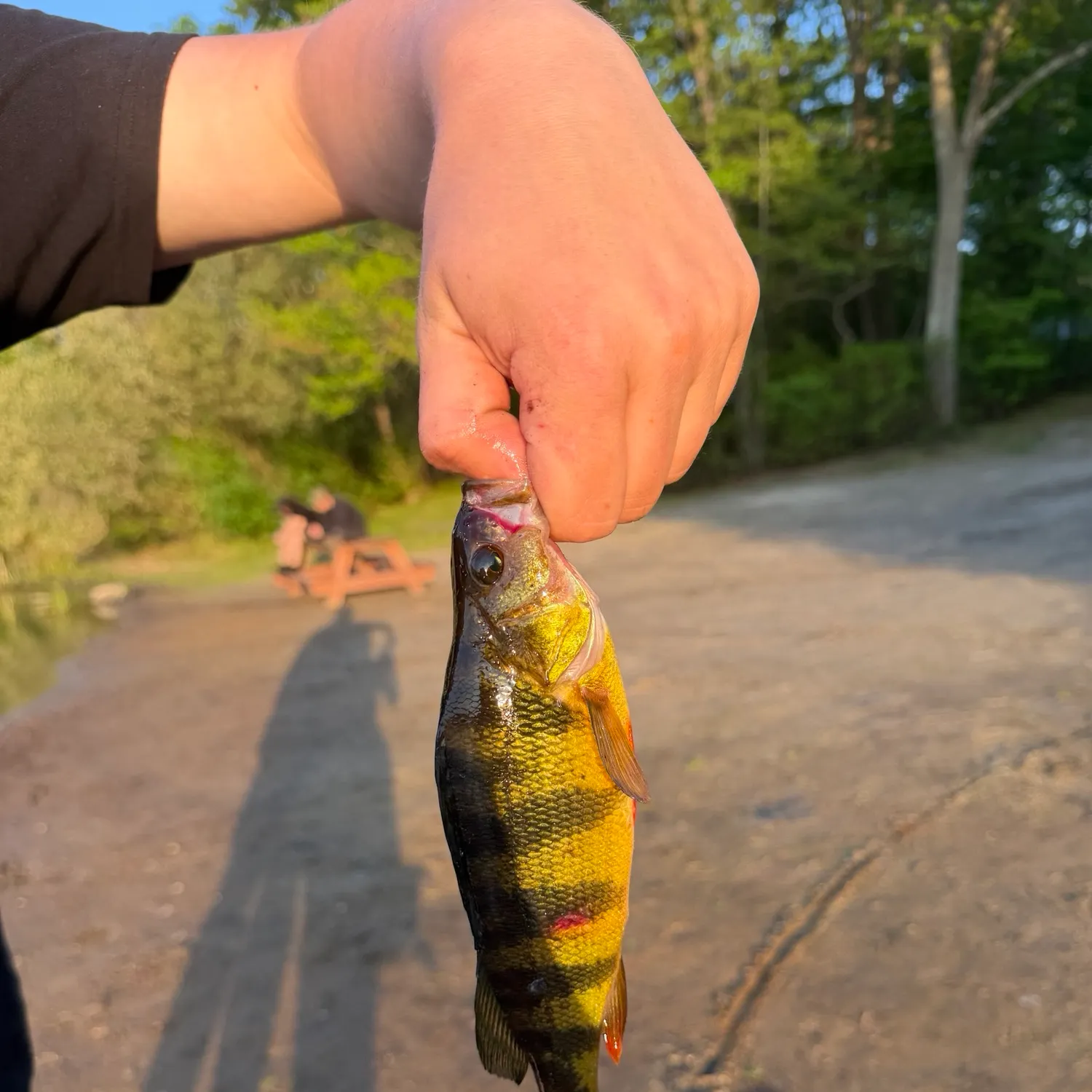 catch
