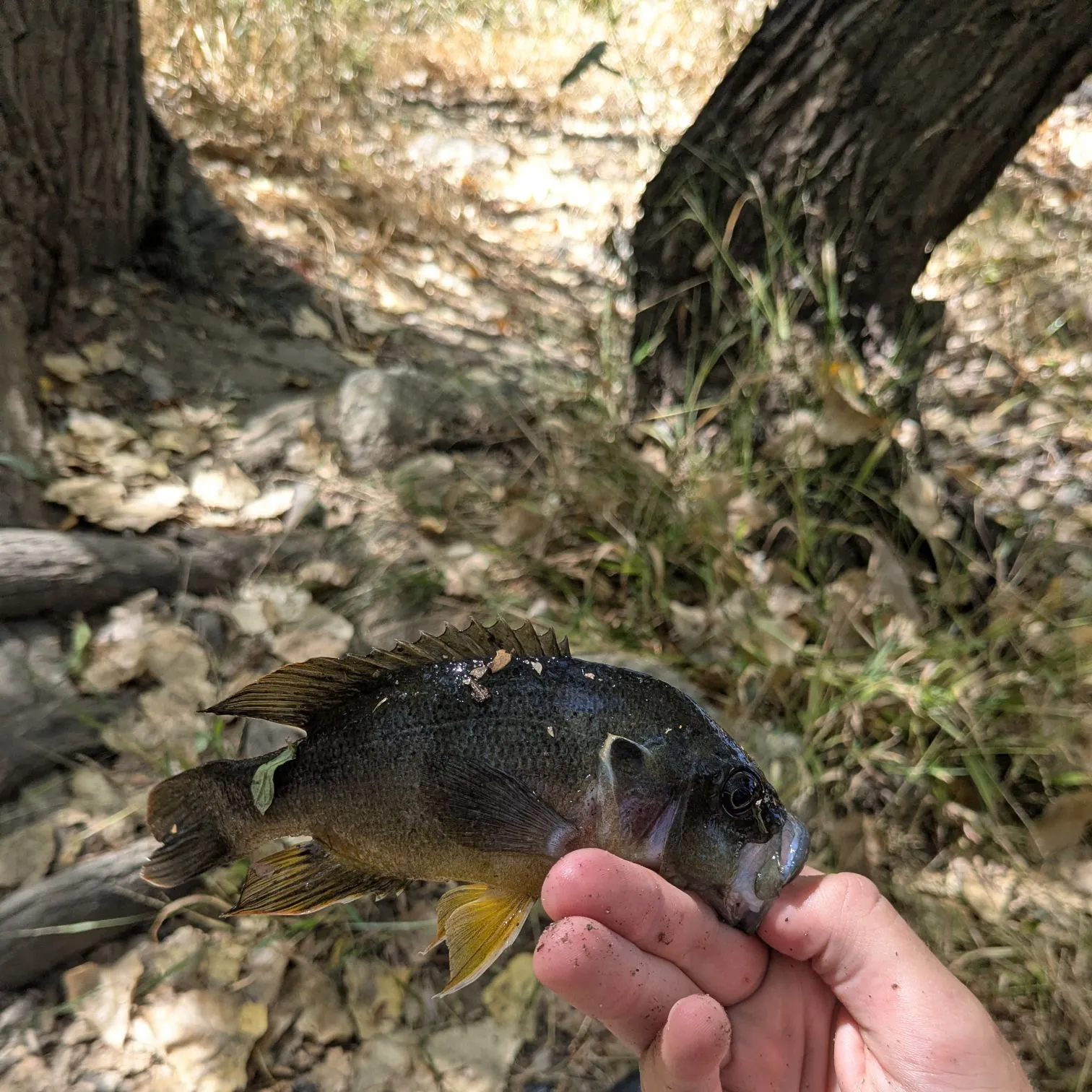 Green sunfish caught on Fishbrain