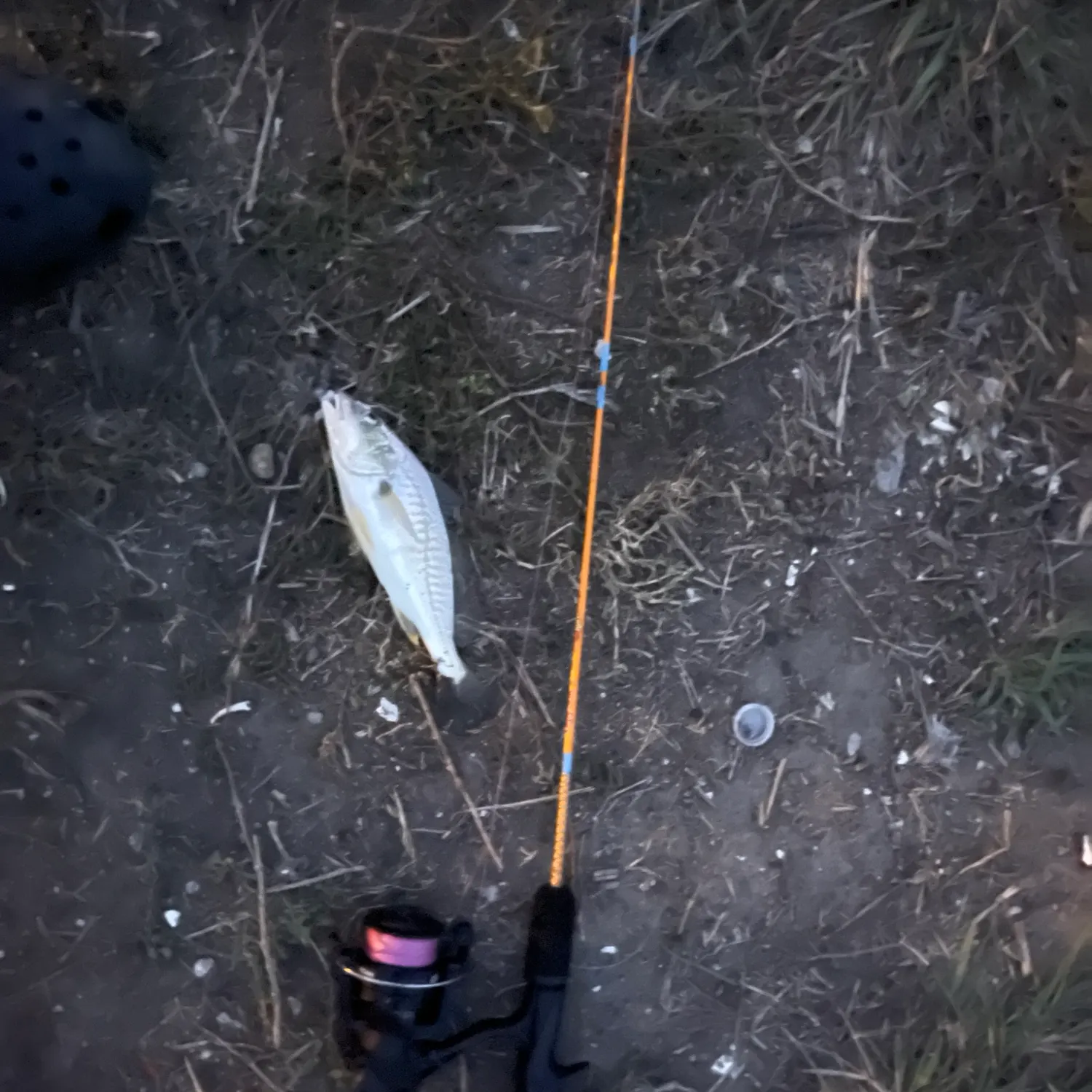 Yellowfin croaker caught on Fishbrain