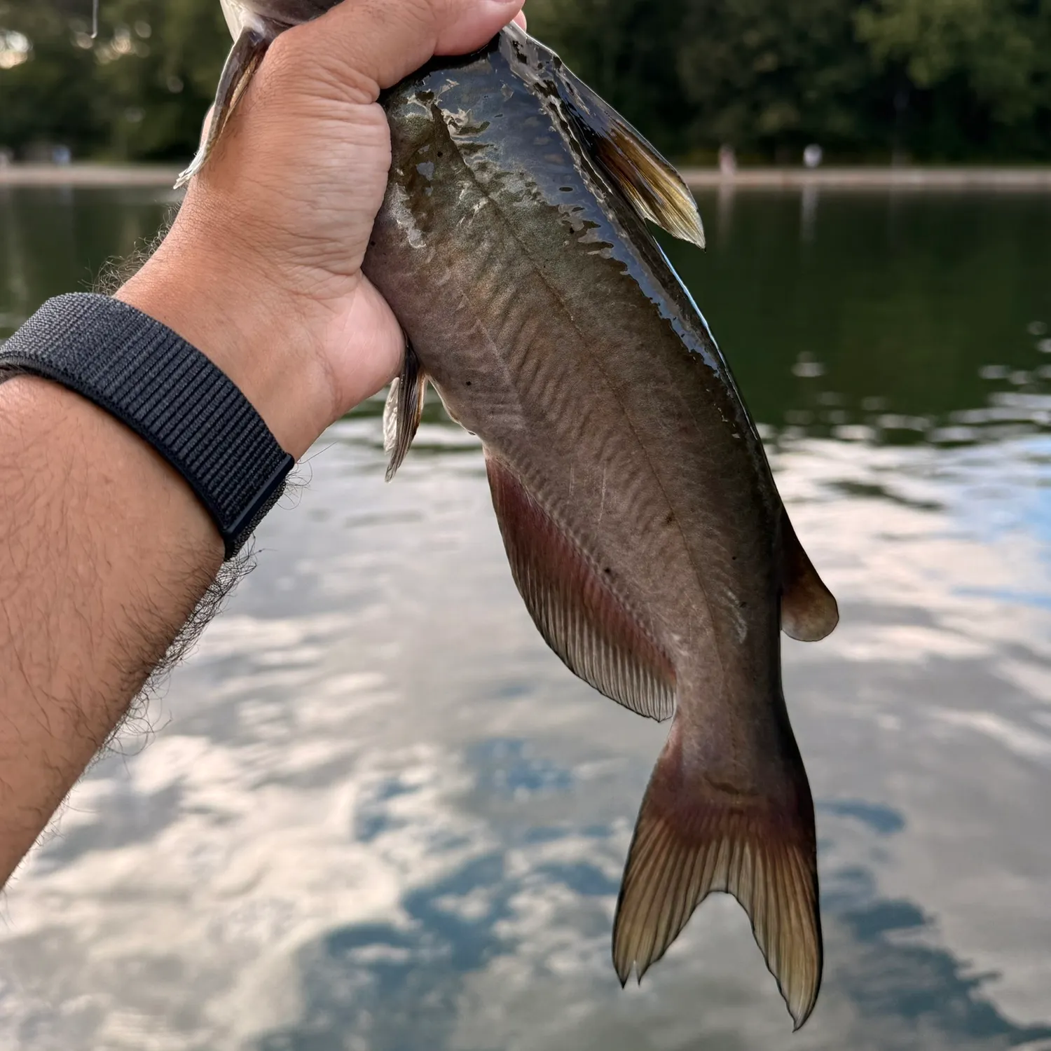 Channel catfish caught on Fishbrain