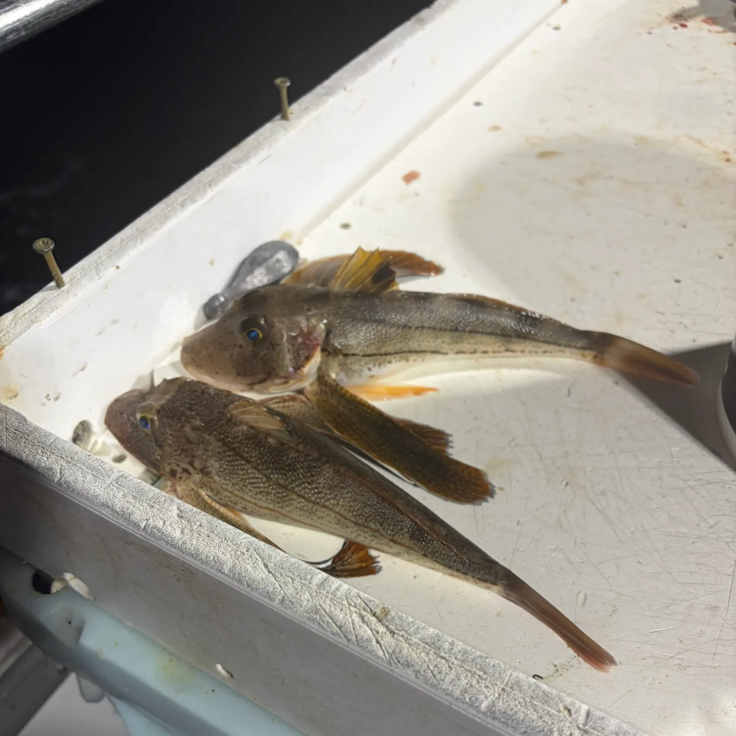 Striped searobin caught on Fishbrain