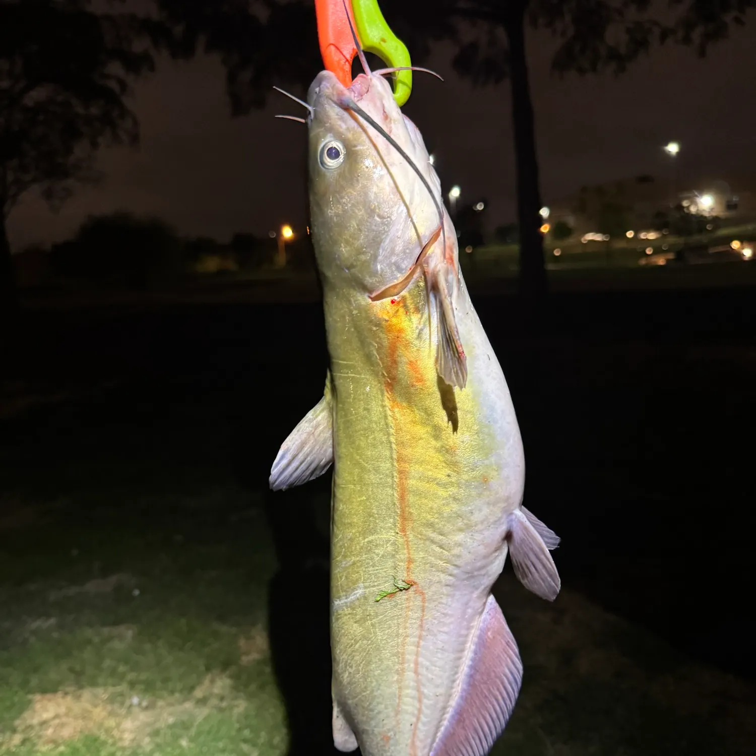 Channel catfish caught on Fishbrain