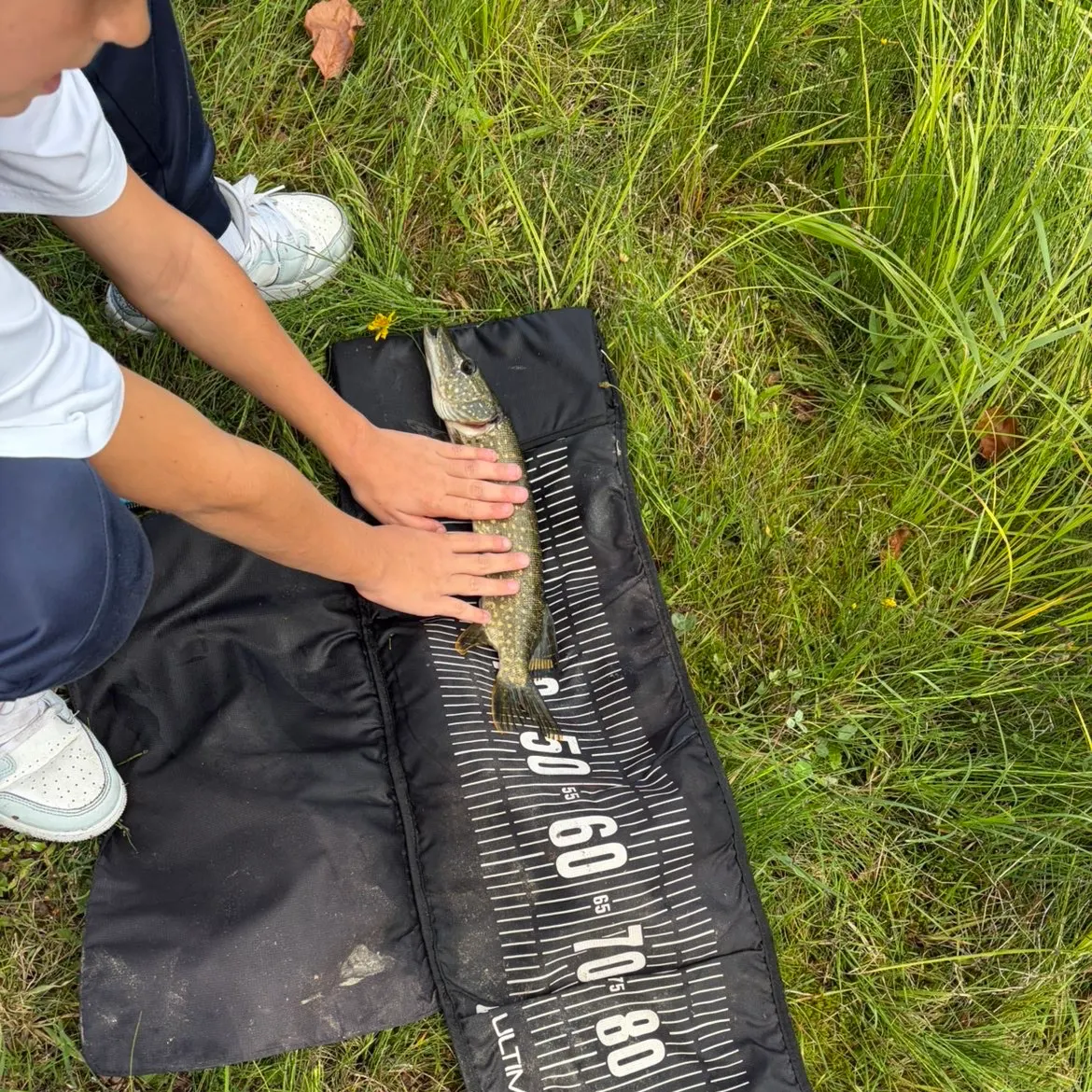 Northern pike caught on Fishbrain
