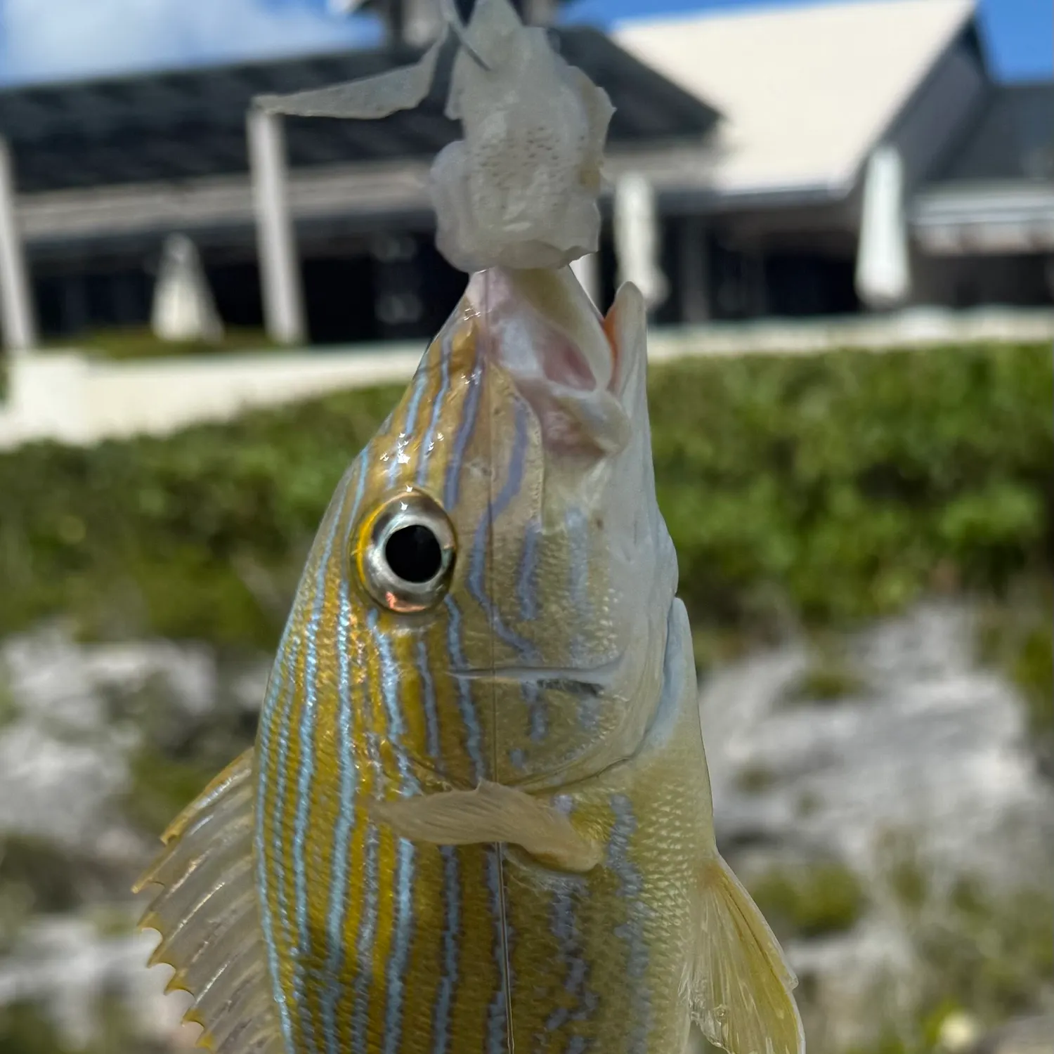 The most recent Common bluestripe snapper catches on Fishbrain