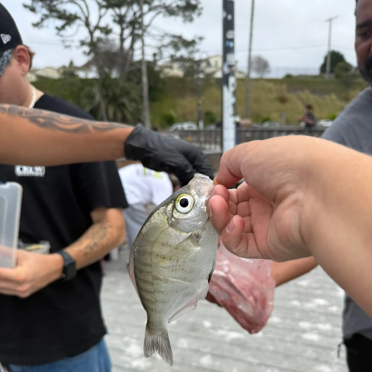The most recent Walleye surfperch catches on Fishbrain