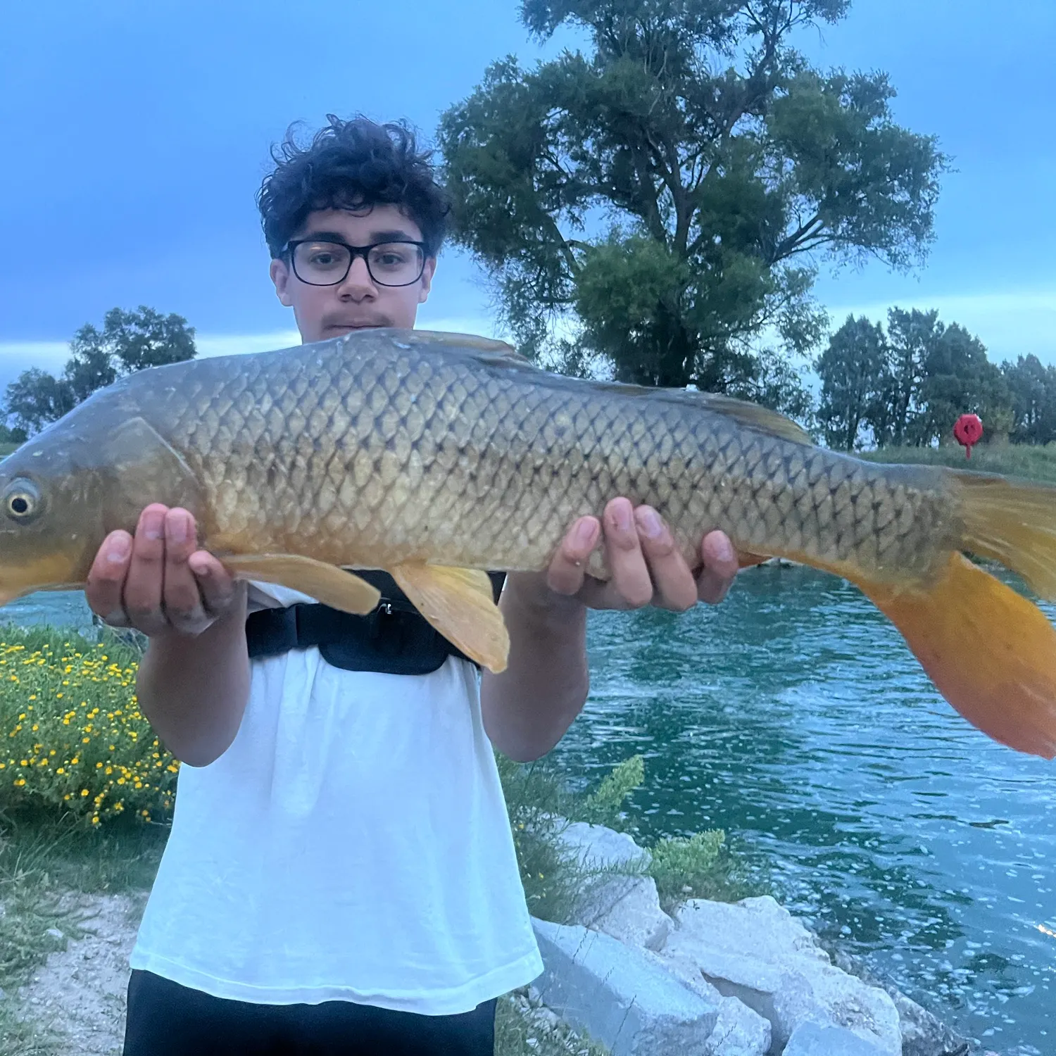 Common carp caught on Fishbrain