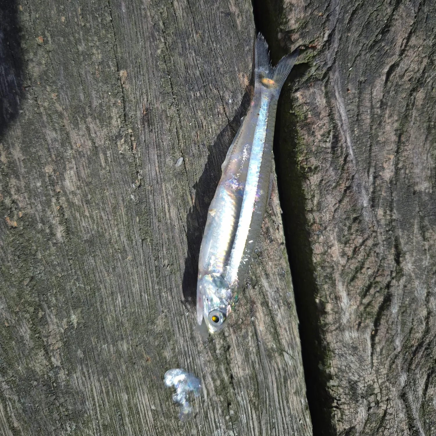 The most recent Bay anchovy catches on Fishbrain