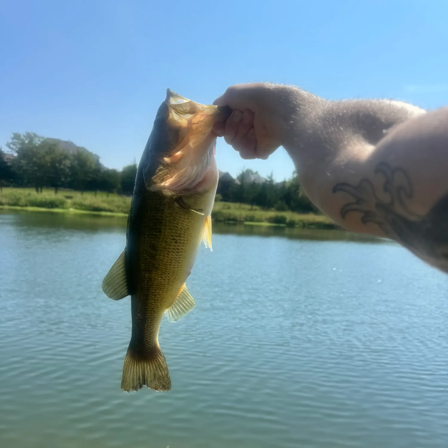 Largemouth bass caught on Fishbrain