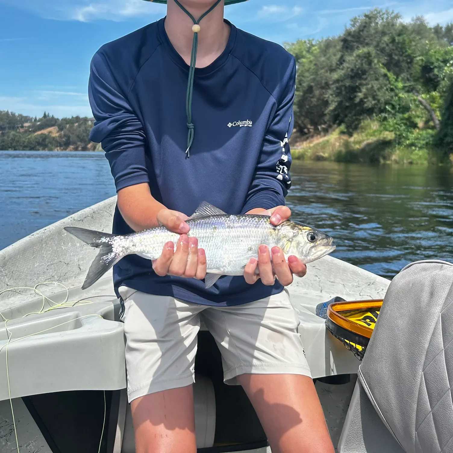 The most recent American shad catches on Fishbrain