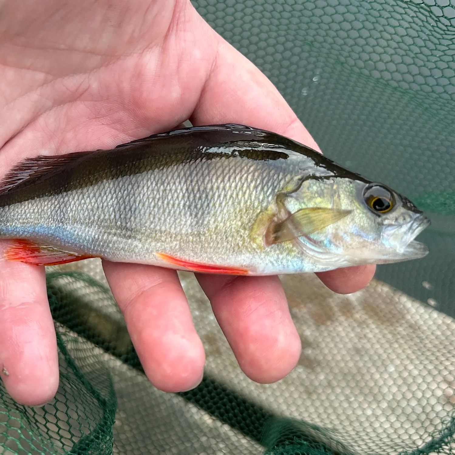 European perch caught on Fishbrain