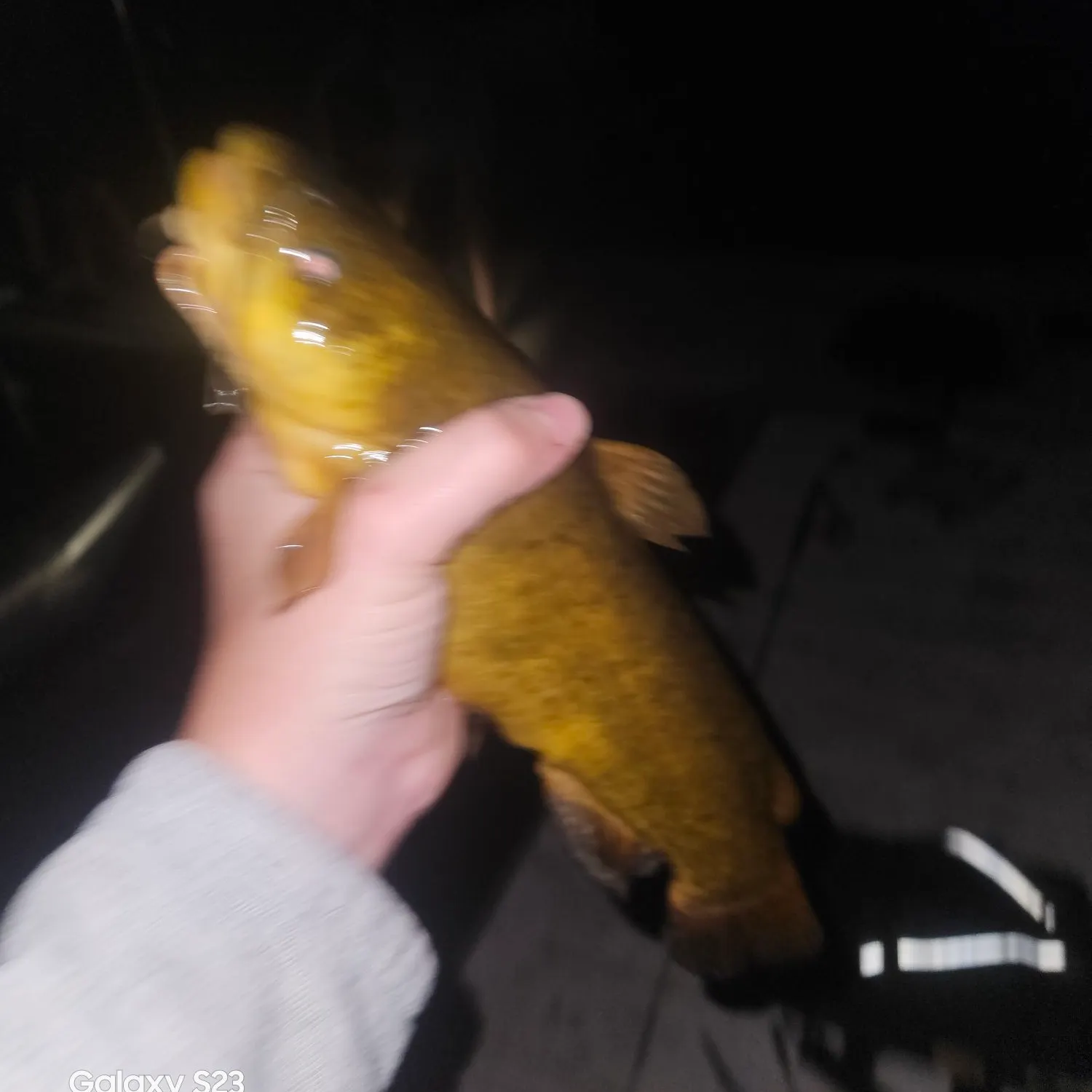 Yellow bullhead caught on Fishbrain