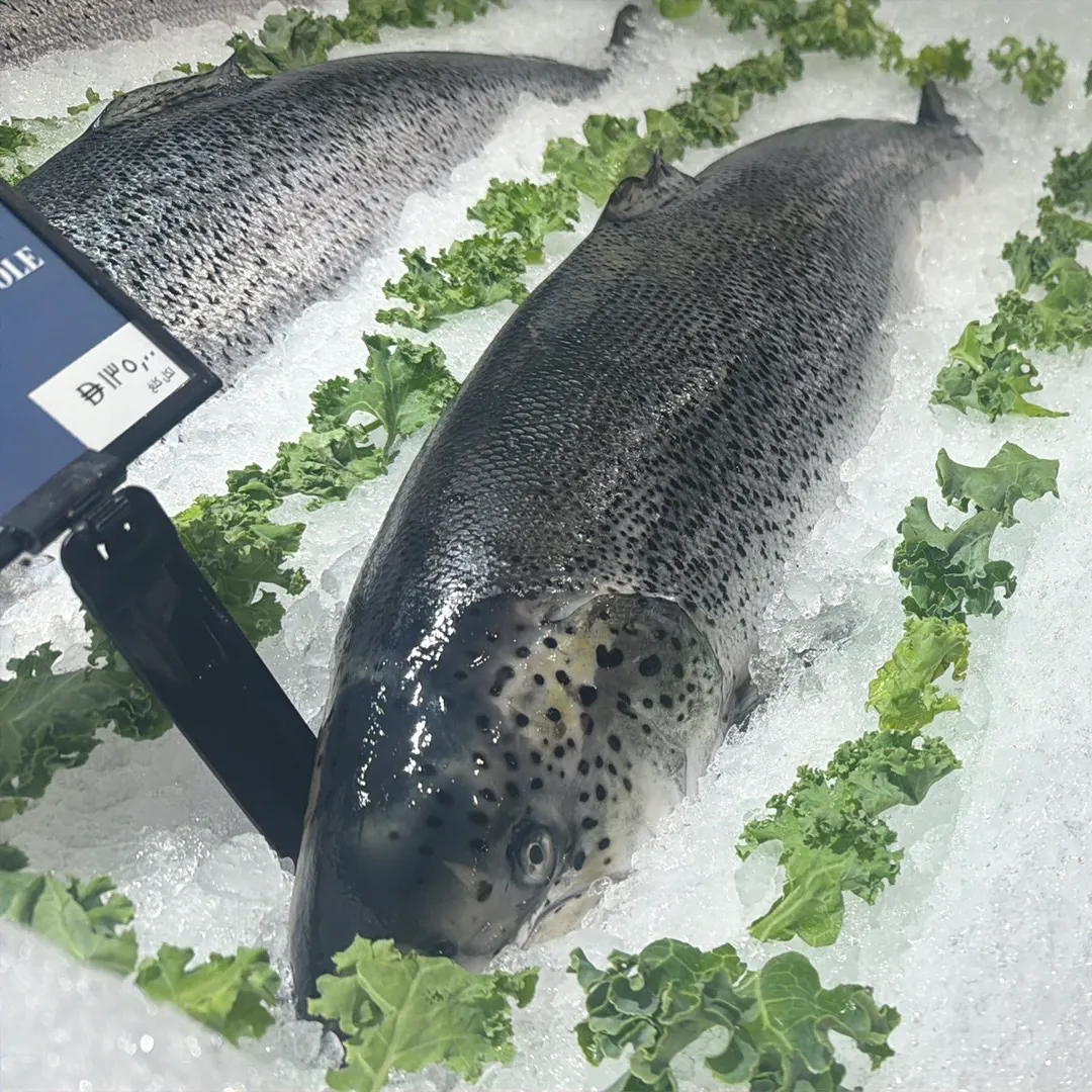 The most recent Orange-spotted grouper catches on Fishbrain
