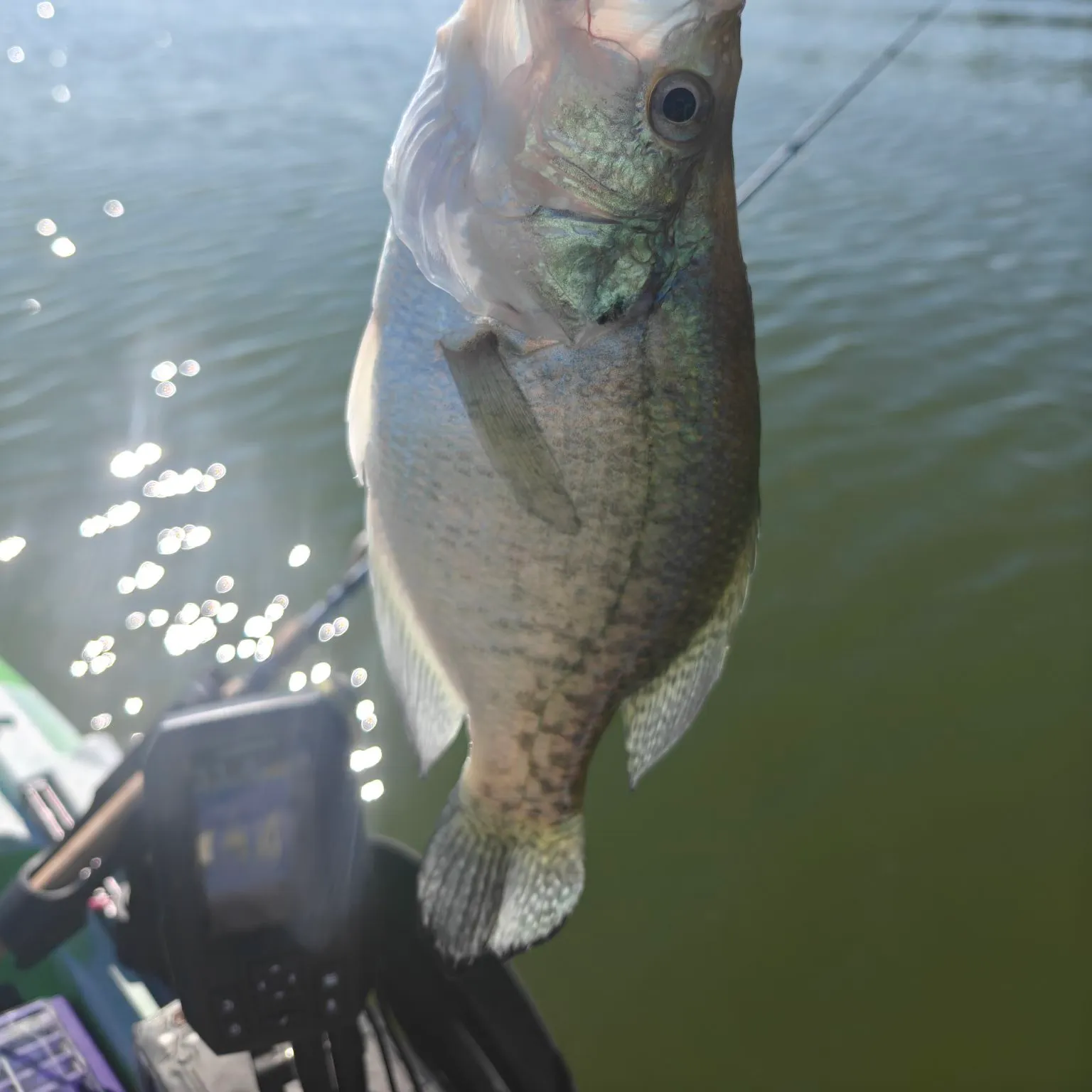 White crappie caught on Fishbrain