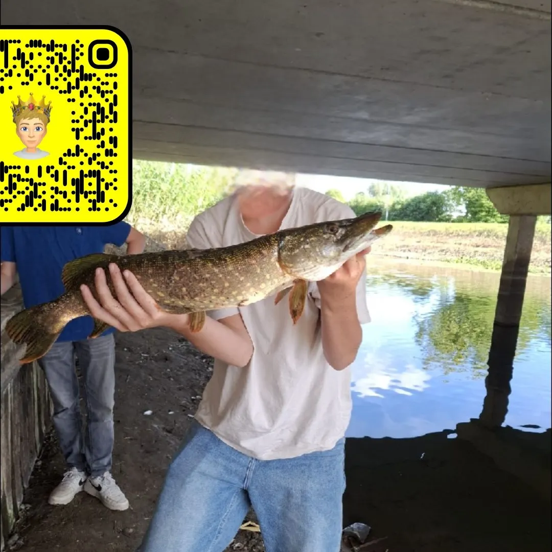Northern pike caught on Fishbrain