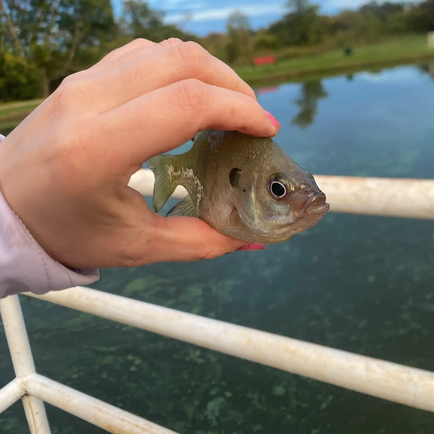 Green sunfish caught on Fishbrain