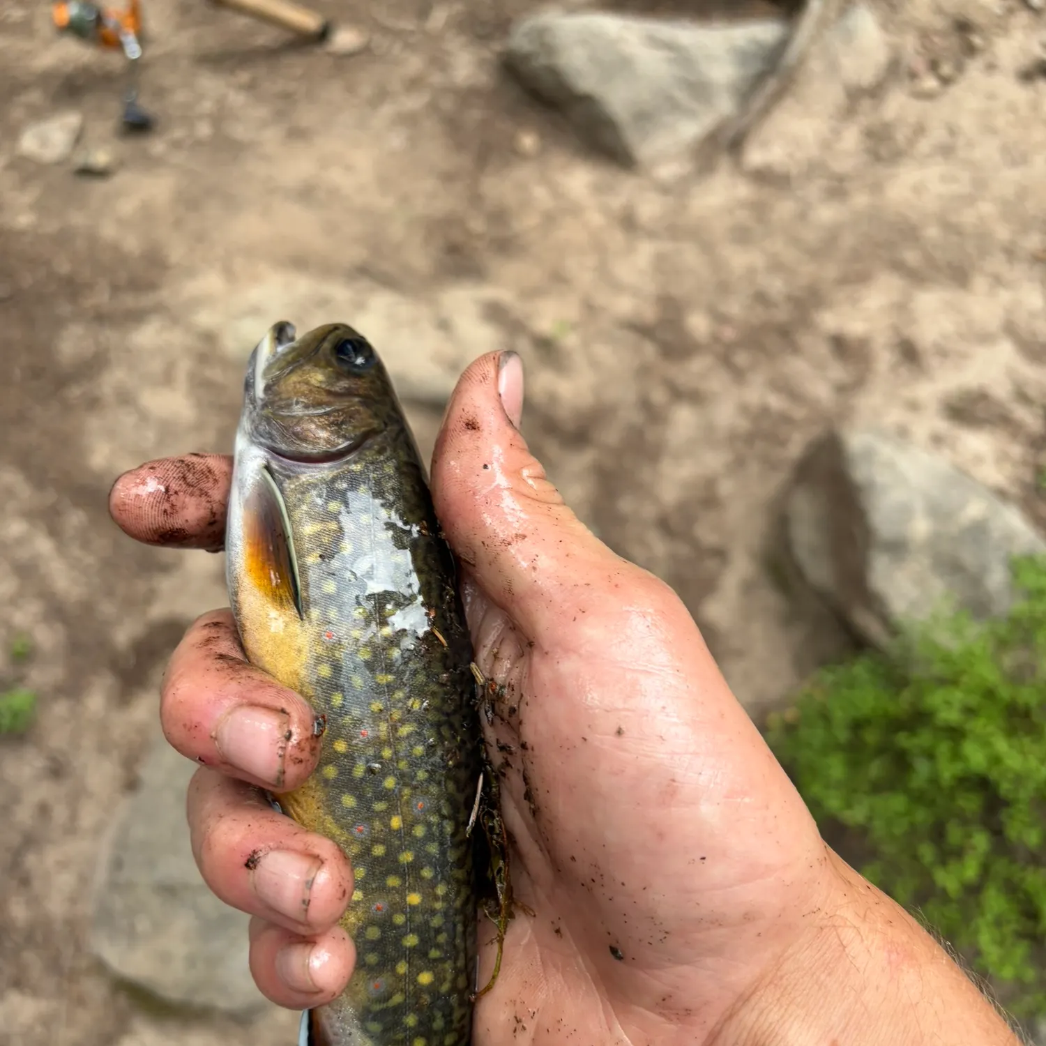 Brook trout caught on Fishbrain