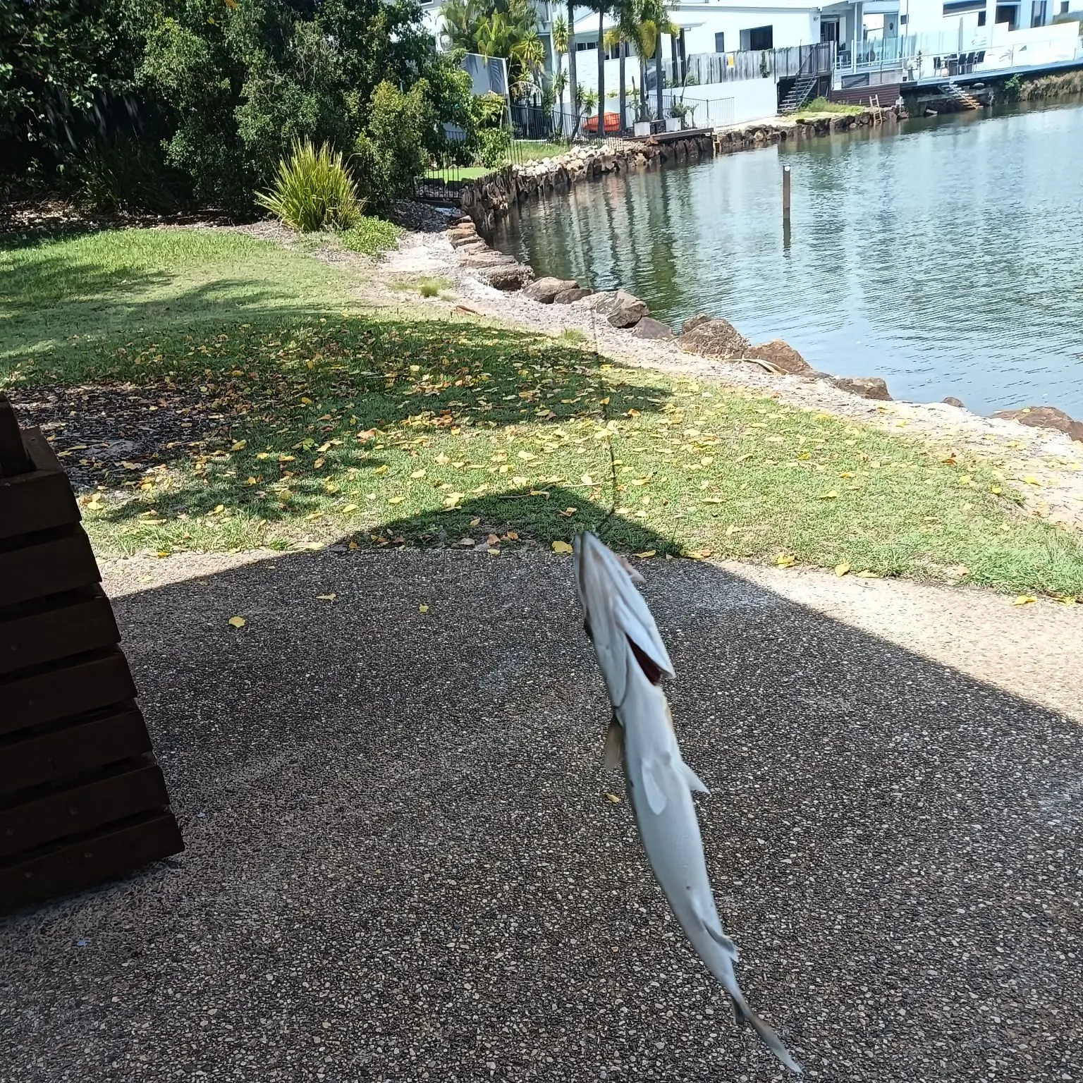 The most recent Obtuse barracuda catches on Fishbrain