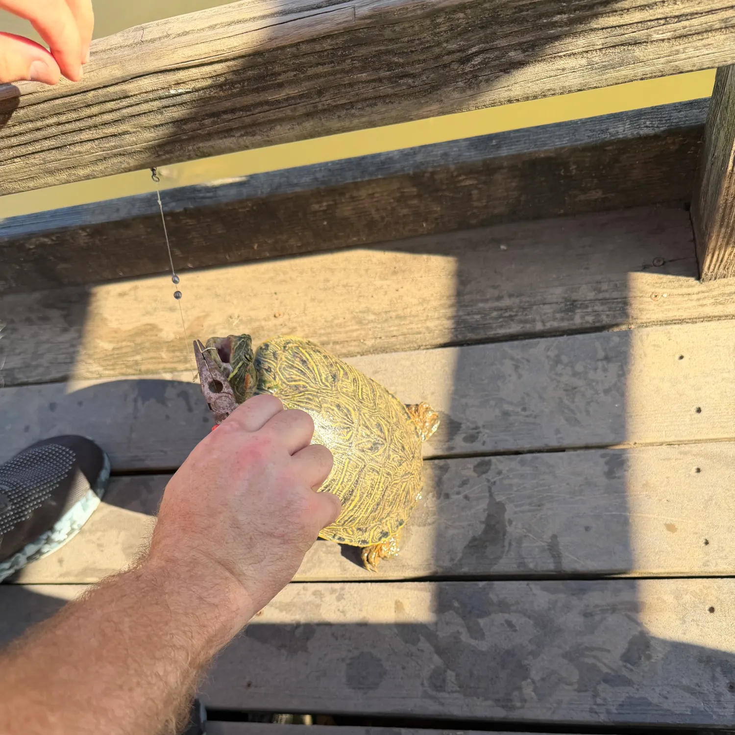 Fish caught on Fishbrain
