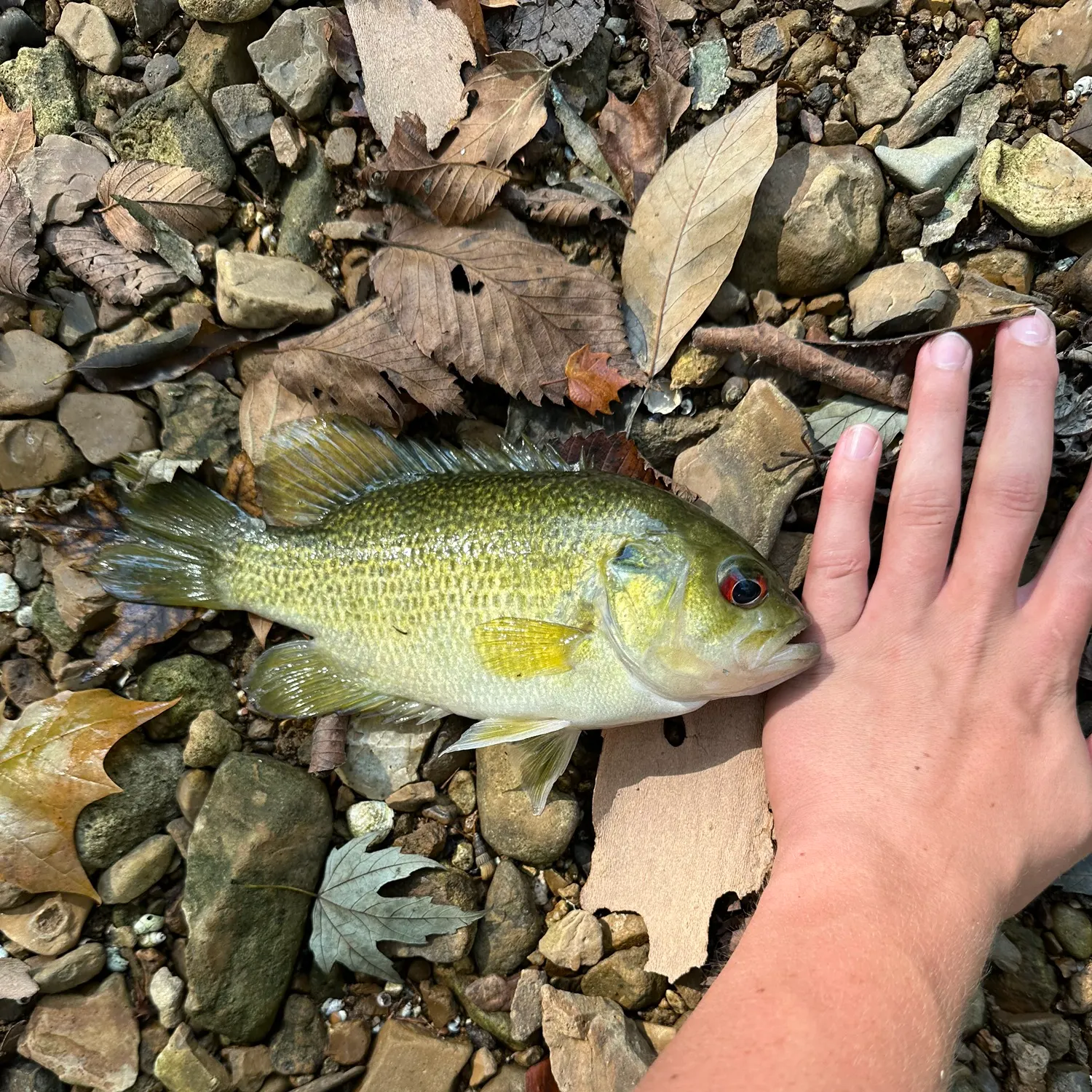 Rock bass caught on Fishbrain