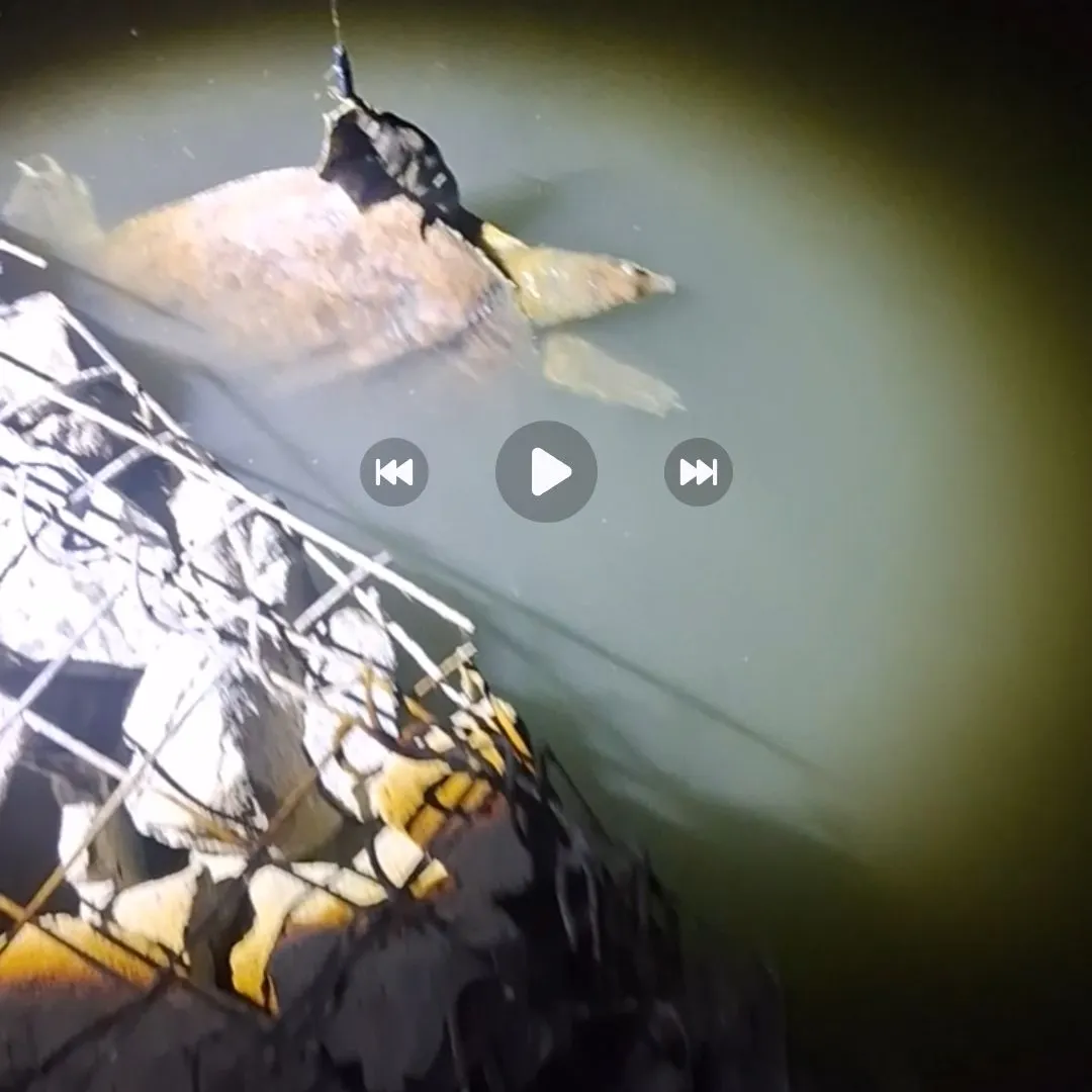Fish caught on Fishbrain