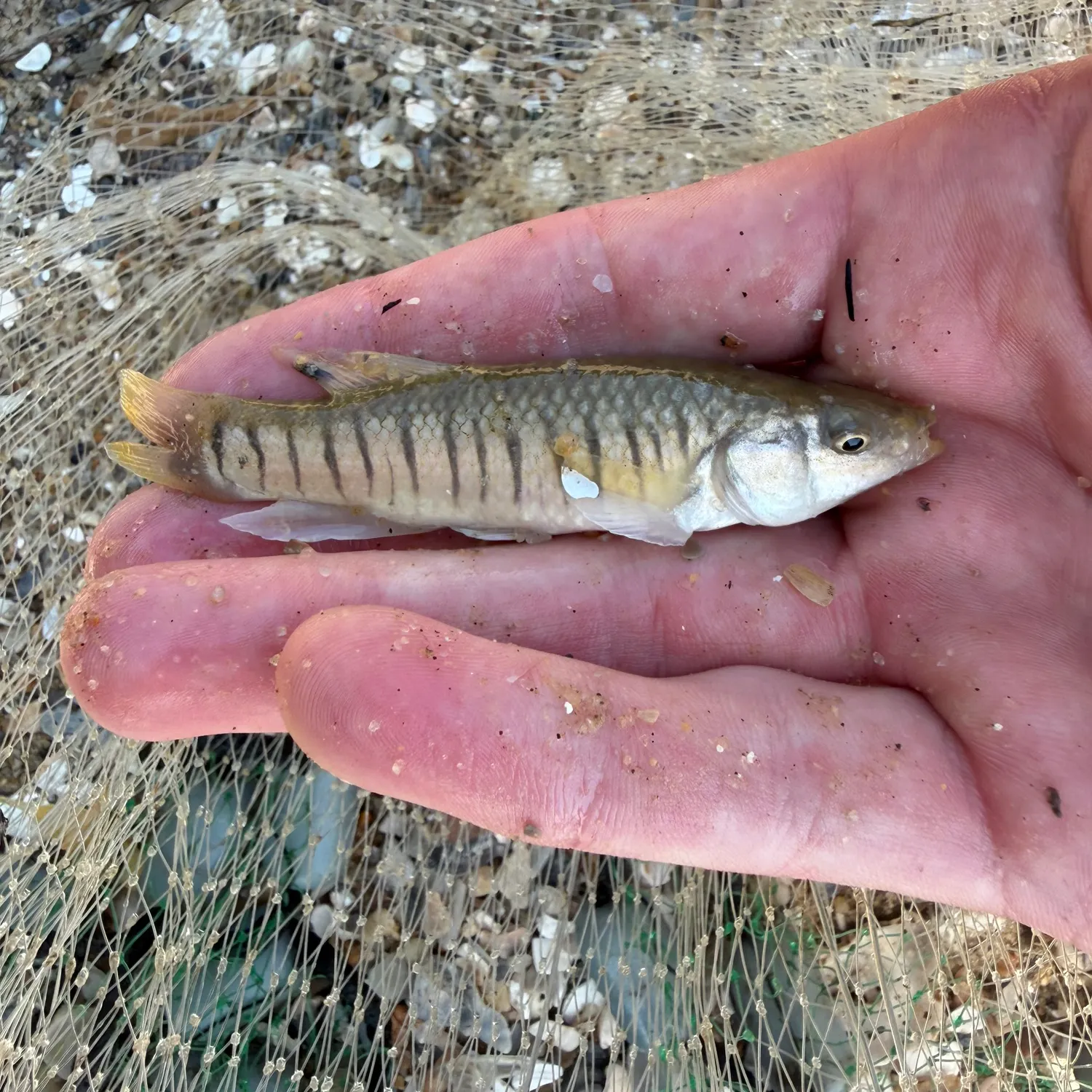 The most recent Striped killifish catches on Fishbrain