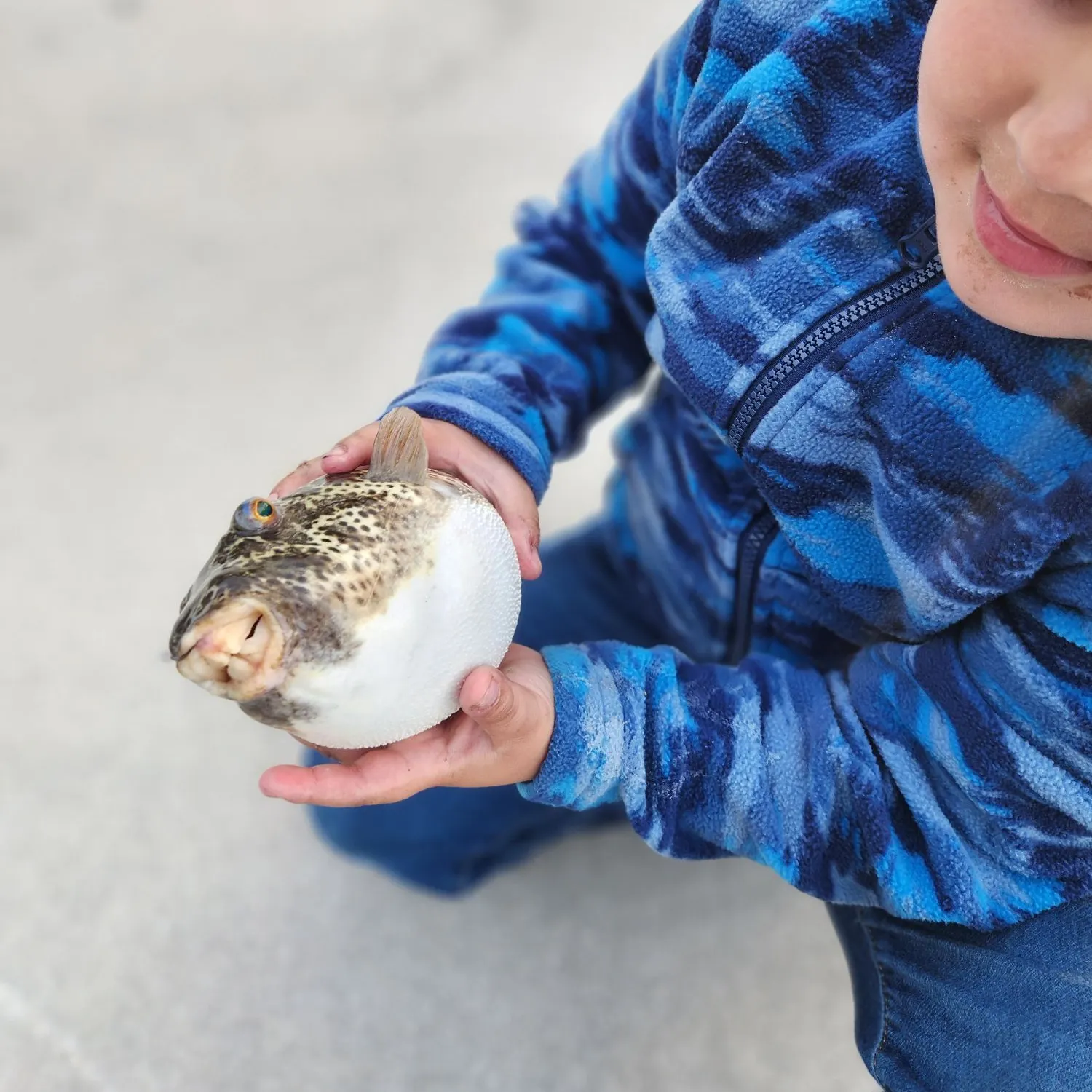 The most recent Checkered puffer catches on Fishbrain
