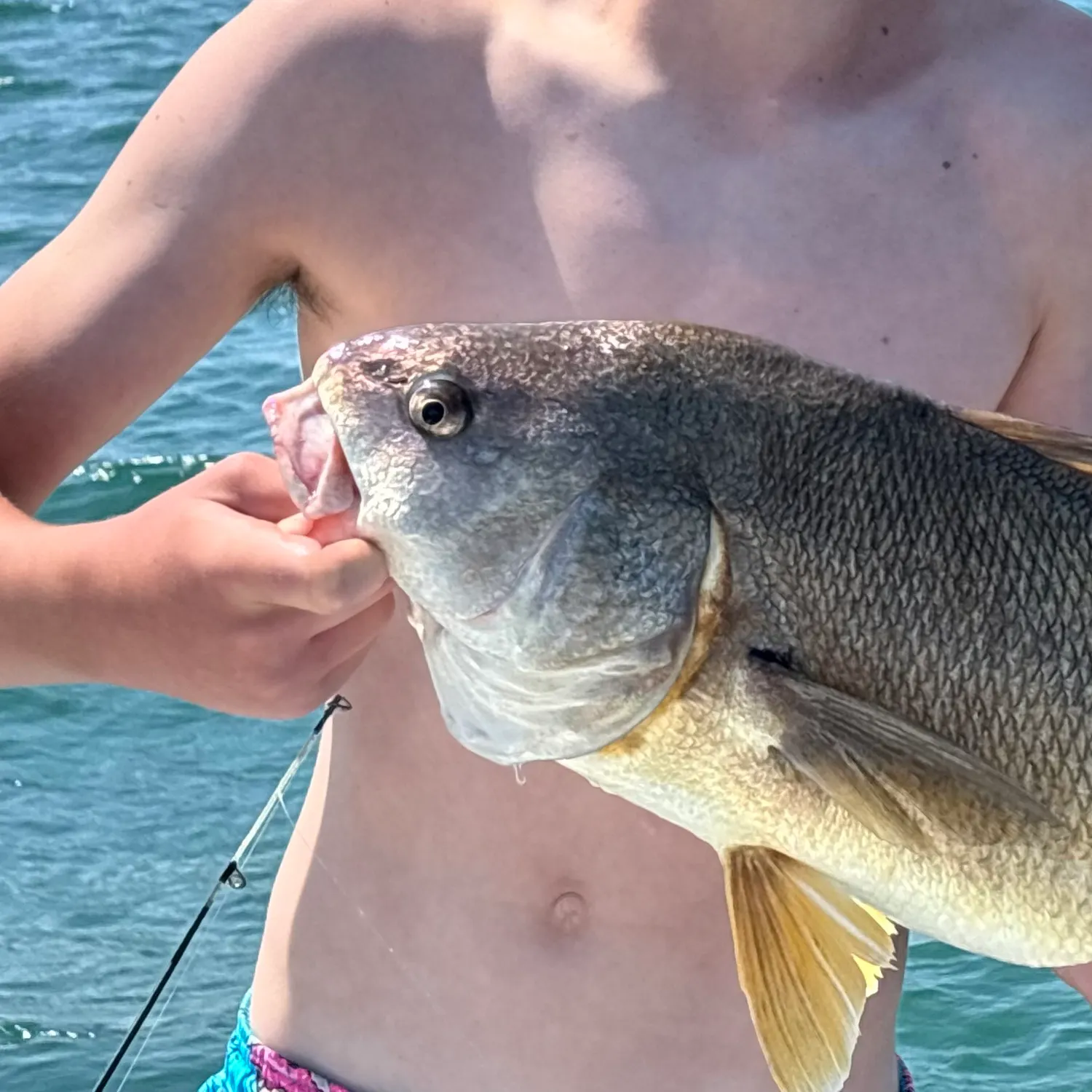 The most recent Freshwater drum catches on Fishbrain