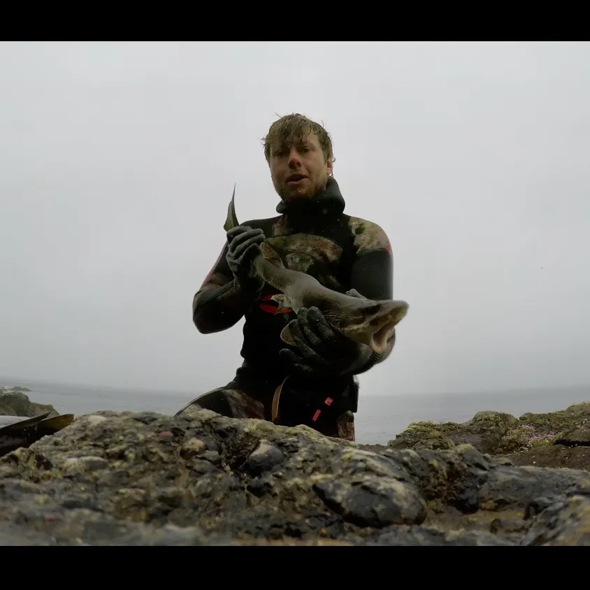 The most recent Lesser spotted dogfish catches on Fishbrain