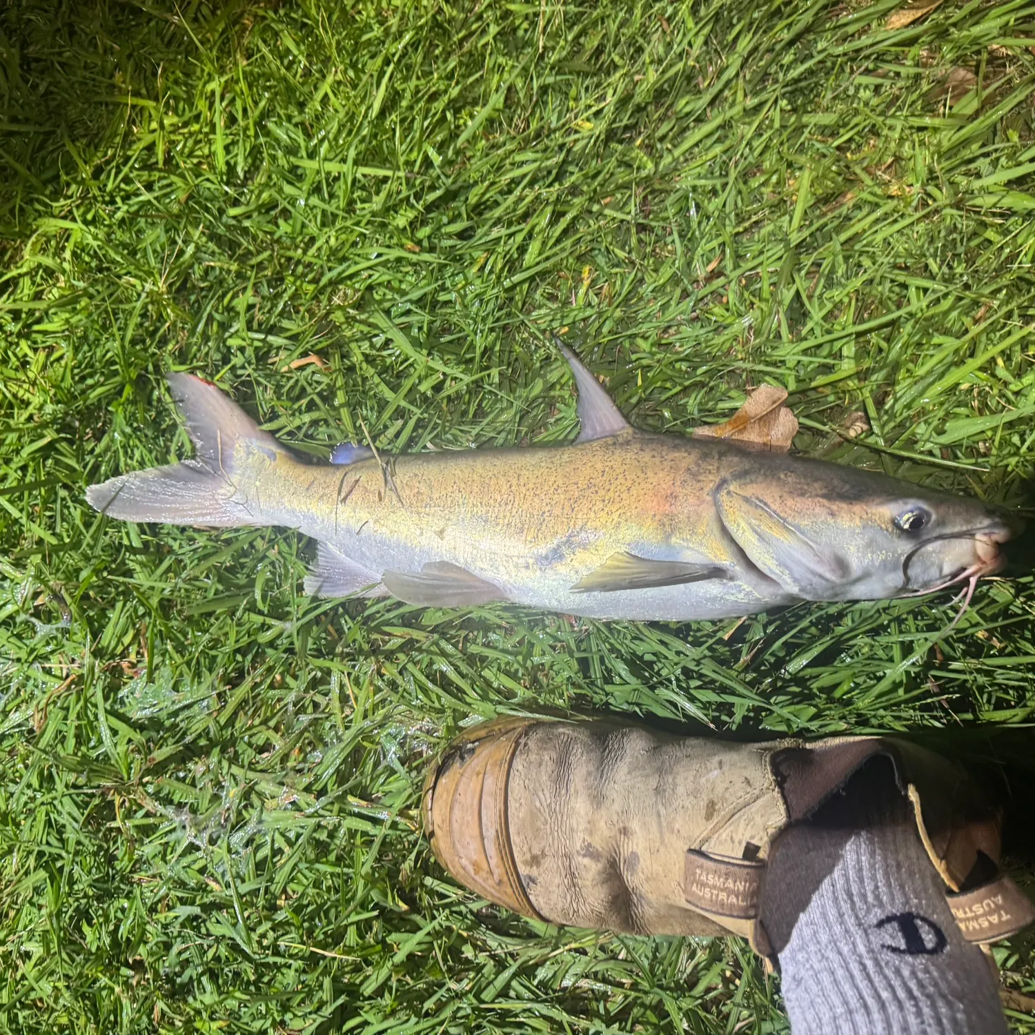 most liked catch image