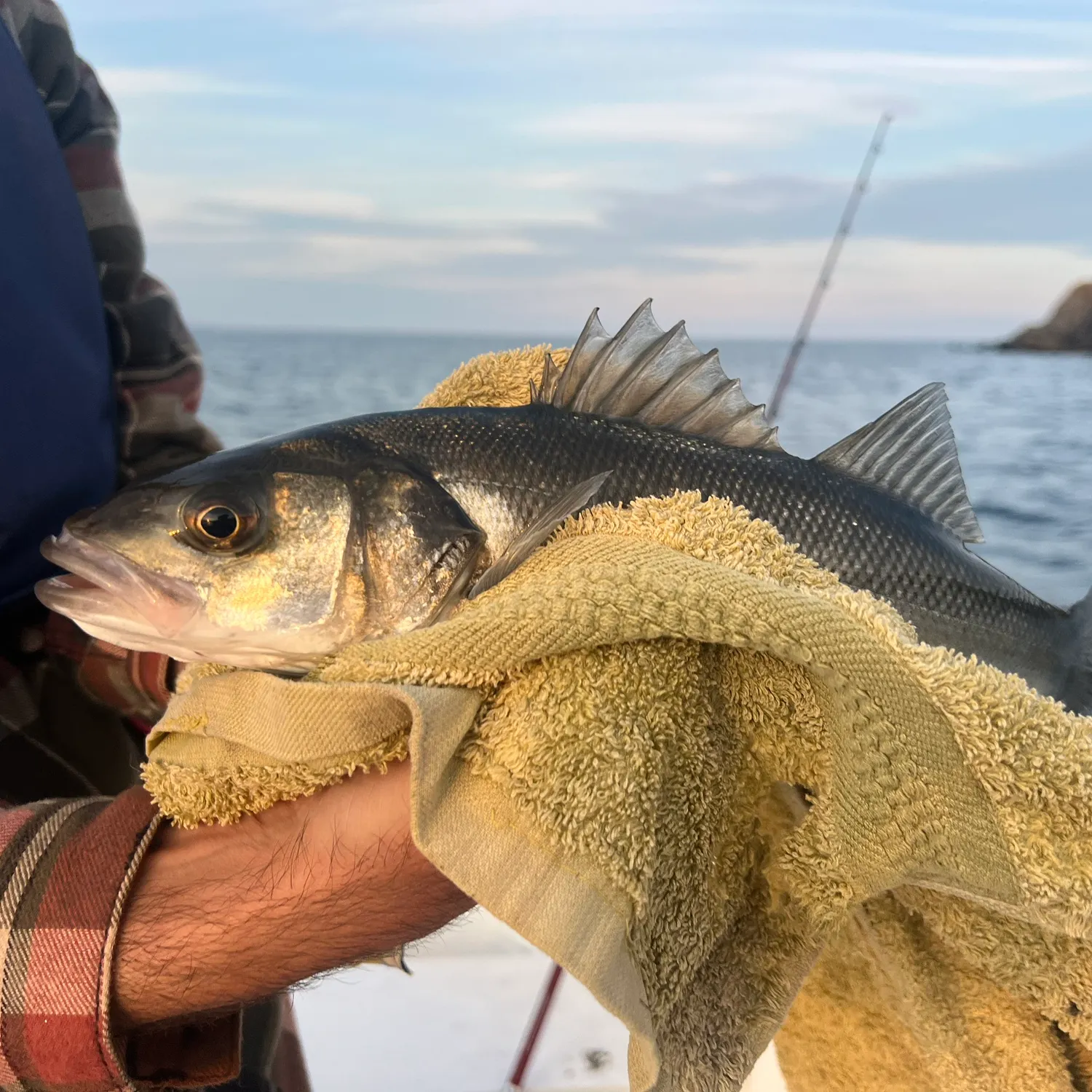 The most recent European seabass catches on Fishbrain