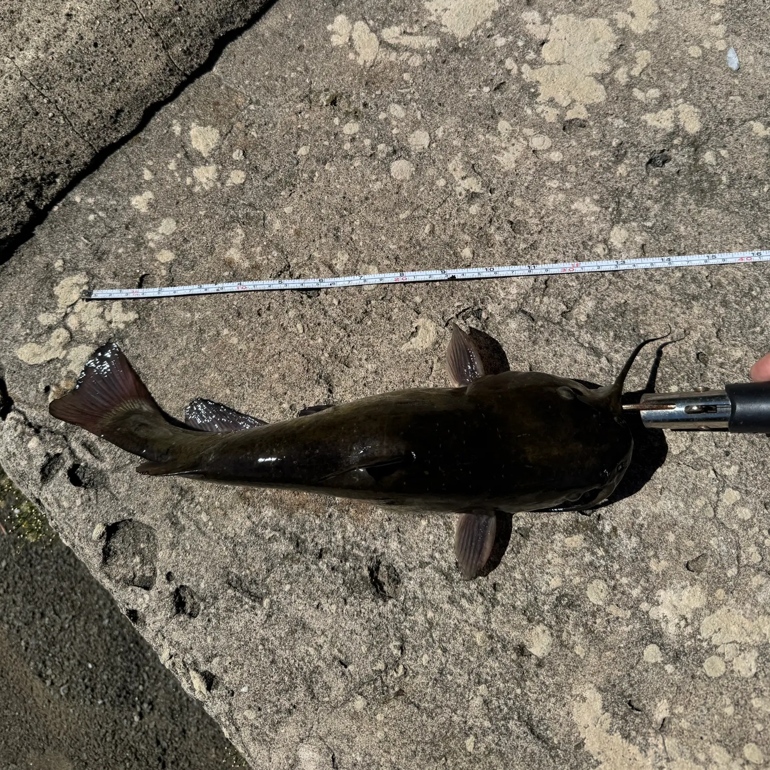 Black bullhead caught on Fishbrain