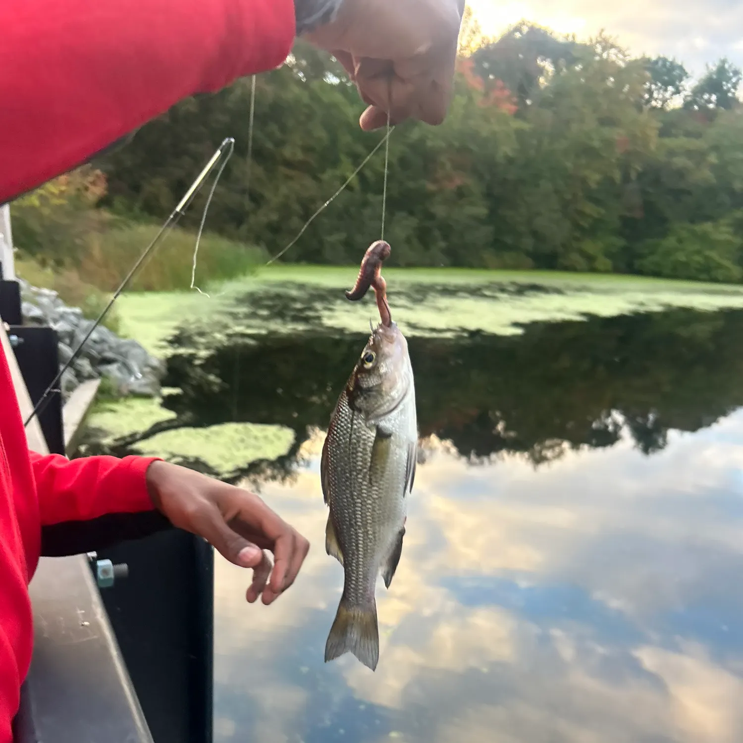 White perch caught on Fishbrain
