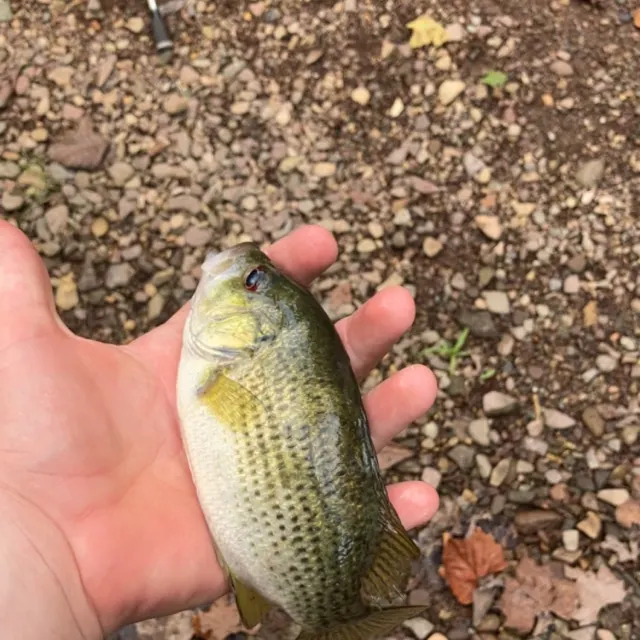 Rock bass caught on Fishbrain