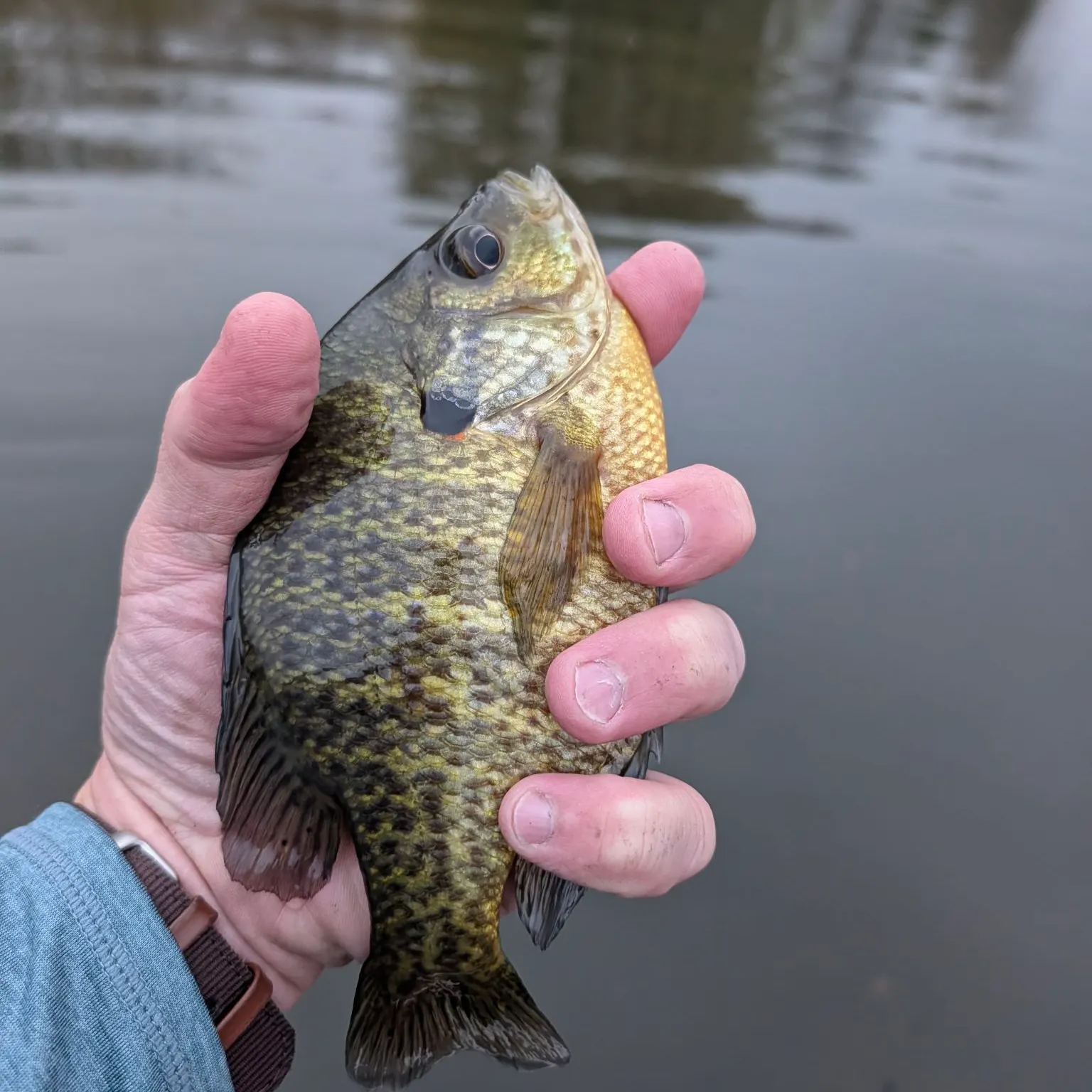 Bluegill caught on Fishbrain