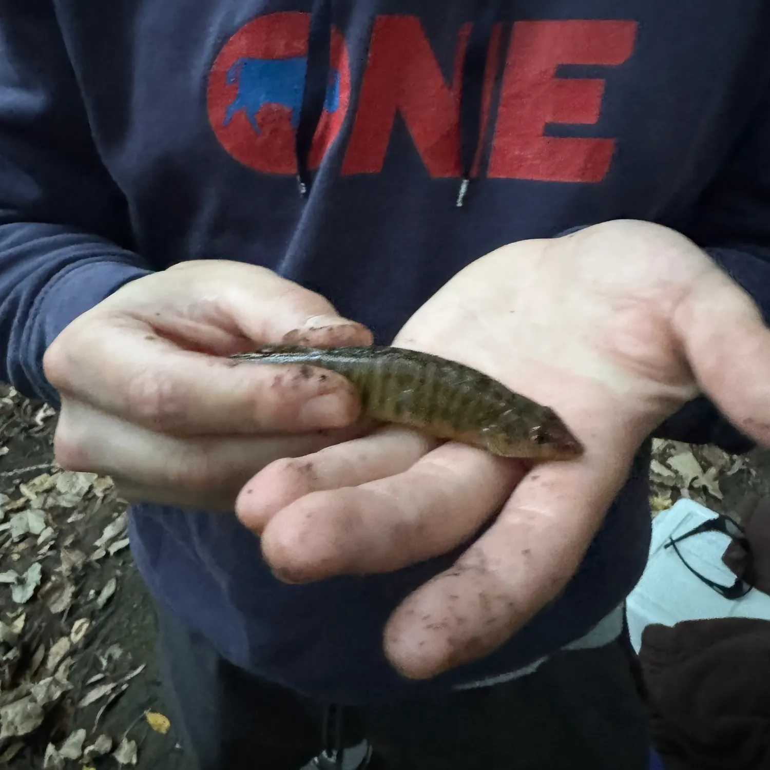 Common logperch caught on Fishbrain