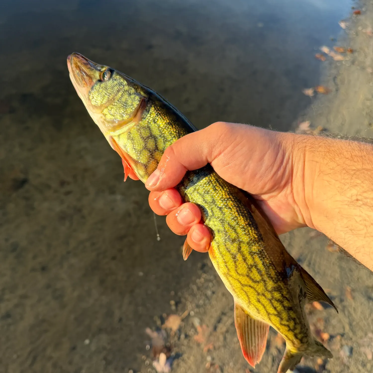 Chain pickerel caught on Fishbrain