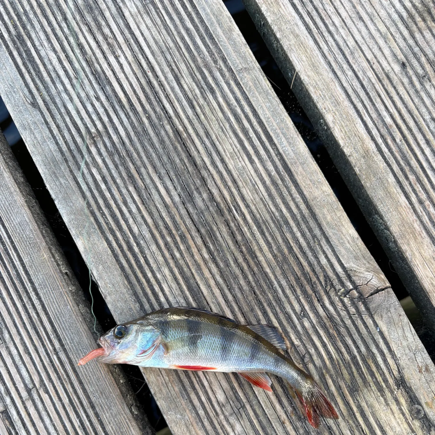 European perch caught on Fishbrain