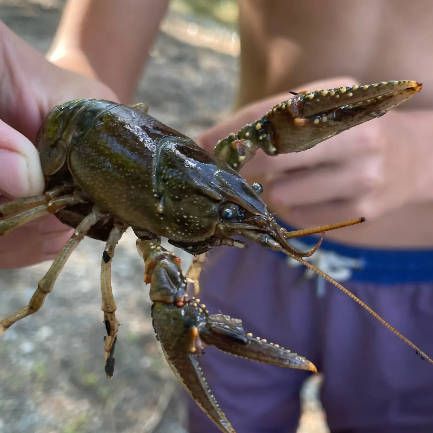 The most recent Appalachian brook crayfish catches on Fishbrain