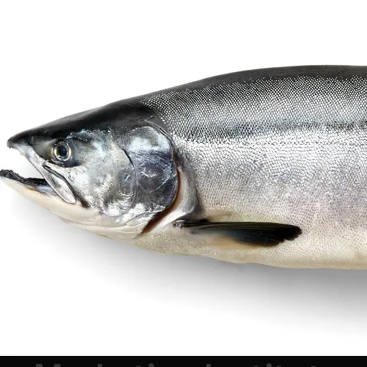 Pink salmon caught on Fishbrain
