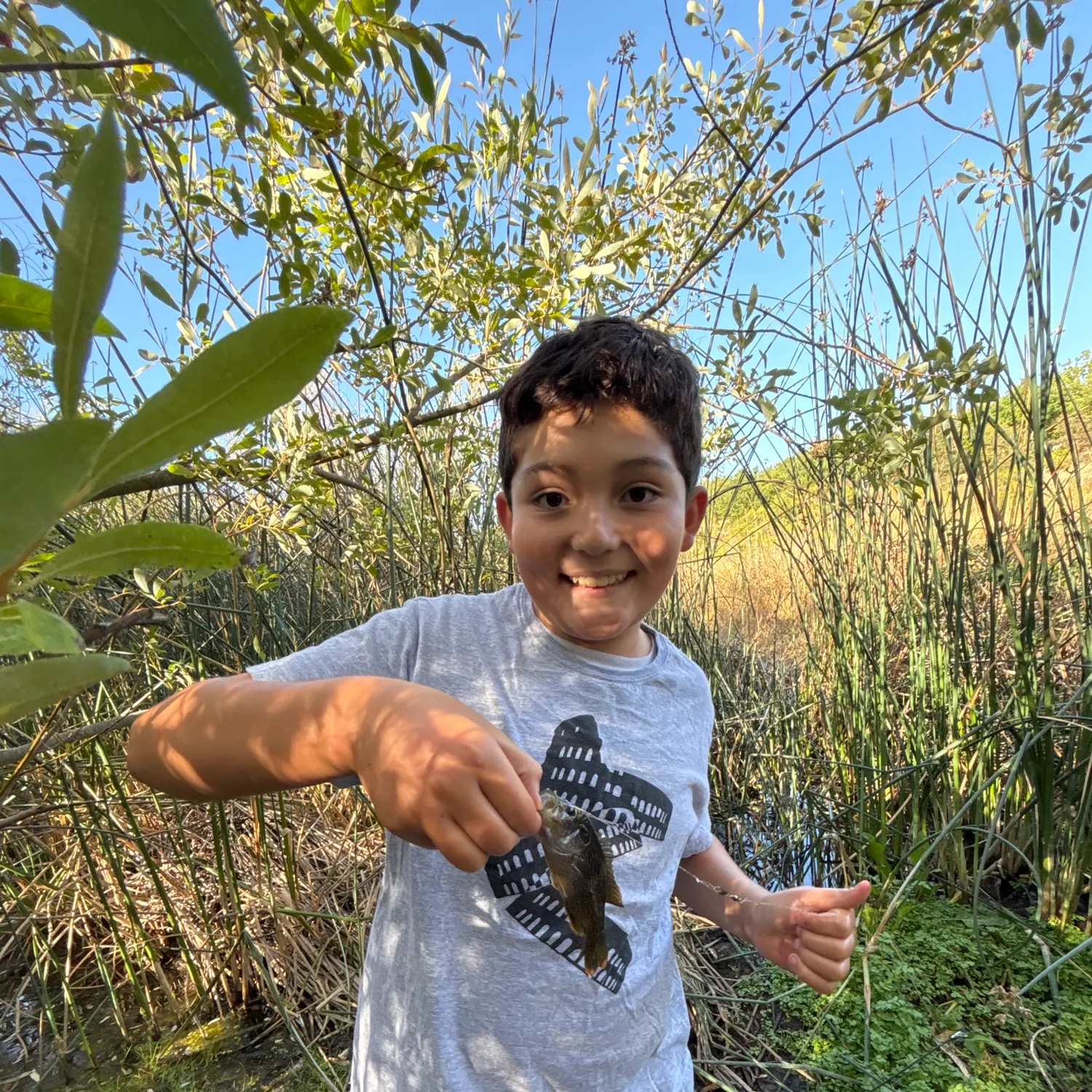 Bluegill caught on Fishbrain