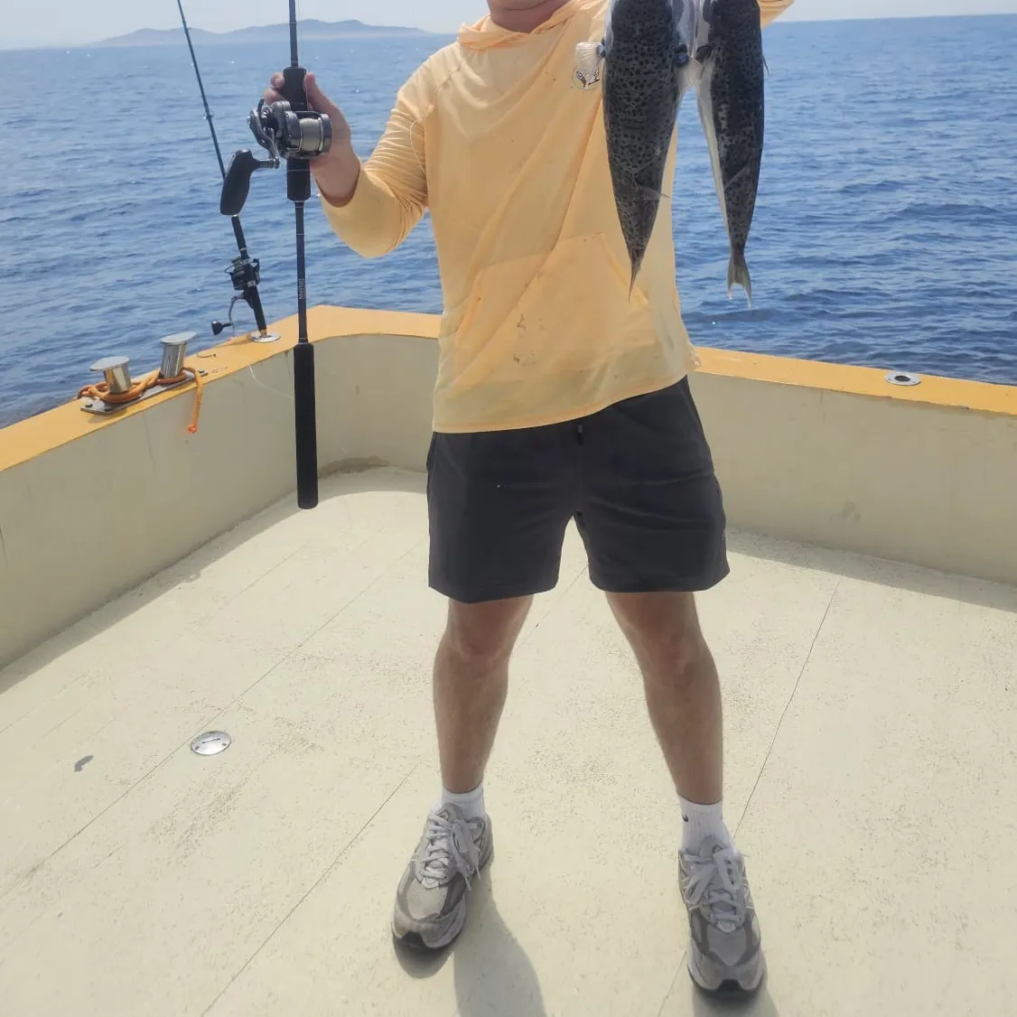 The most recent Silver-cheeked toadfish catches on Fishbrain
