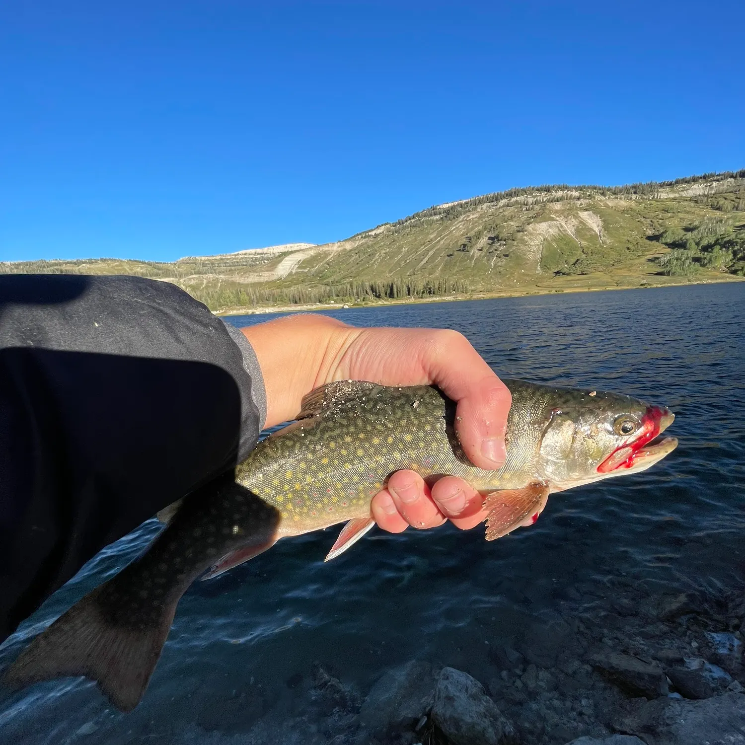 Brook trout caught on Fishbrain