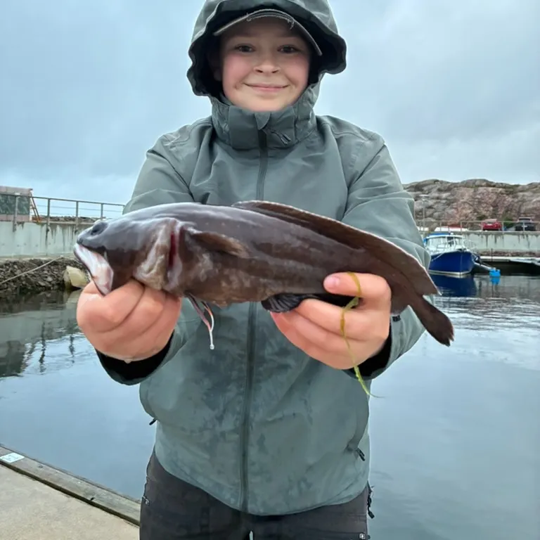 The most recent Tadpole fish catches on Fishbrain