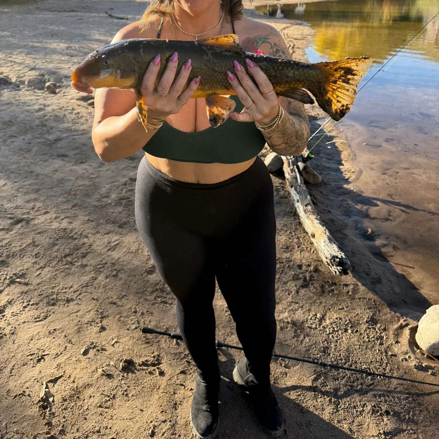 The most recent Sonora sucker catches on Fishbrain