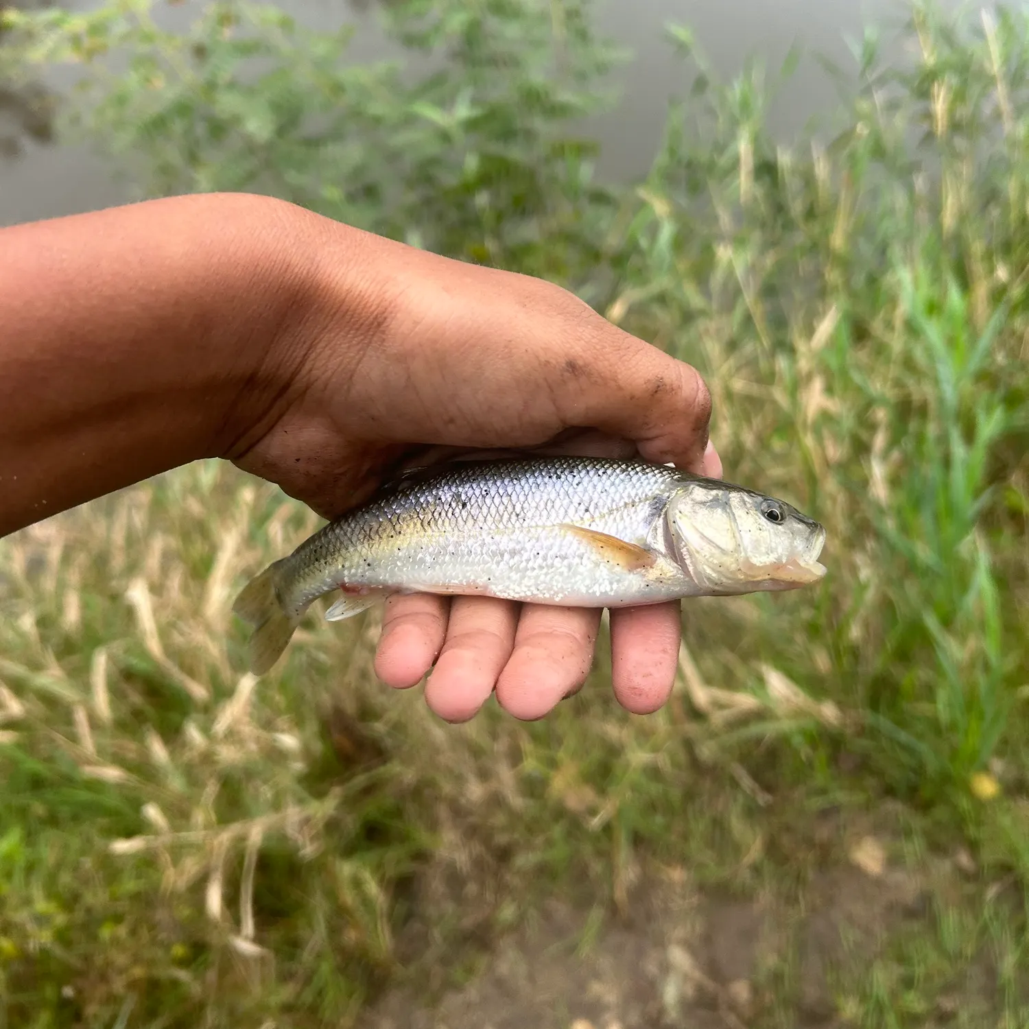 Creek chub caught on Fishbrain