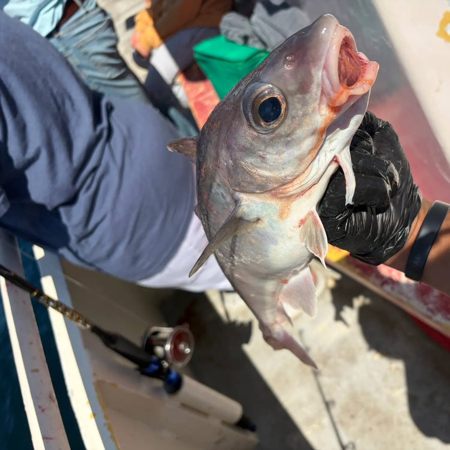 The most recent Haddock catches on Fishbrain