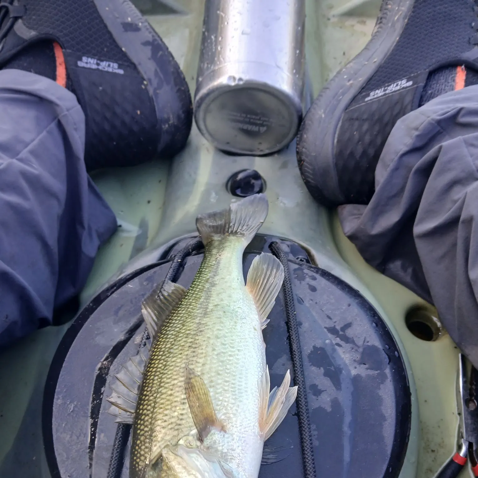 Spotted bass caught on Fishbrain