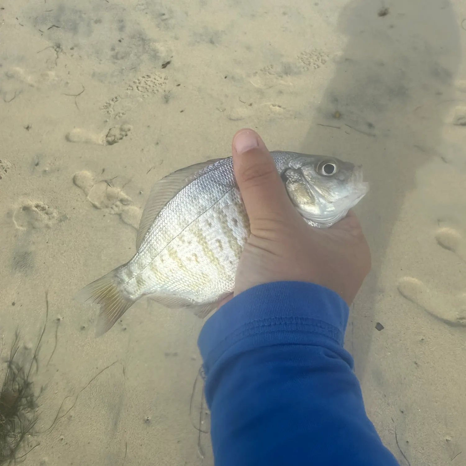 Barred surfperch caught on Fishbrain