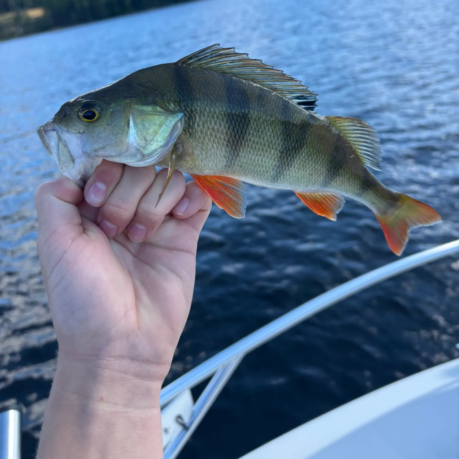European perch caught on Fishbrain