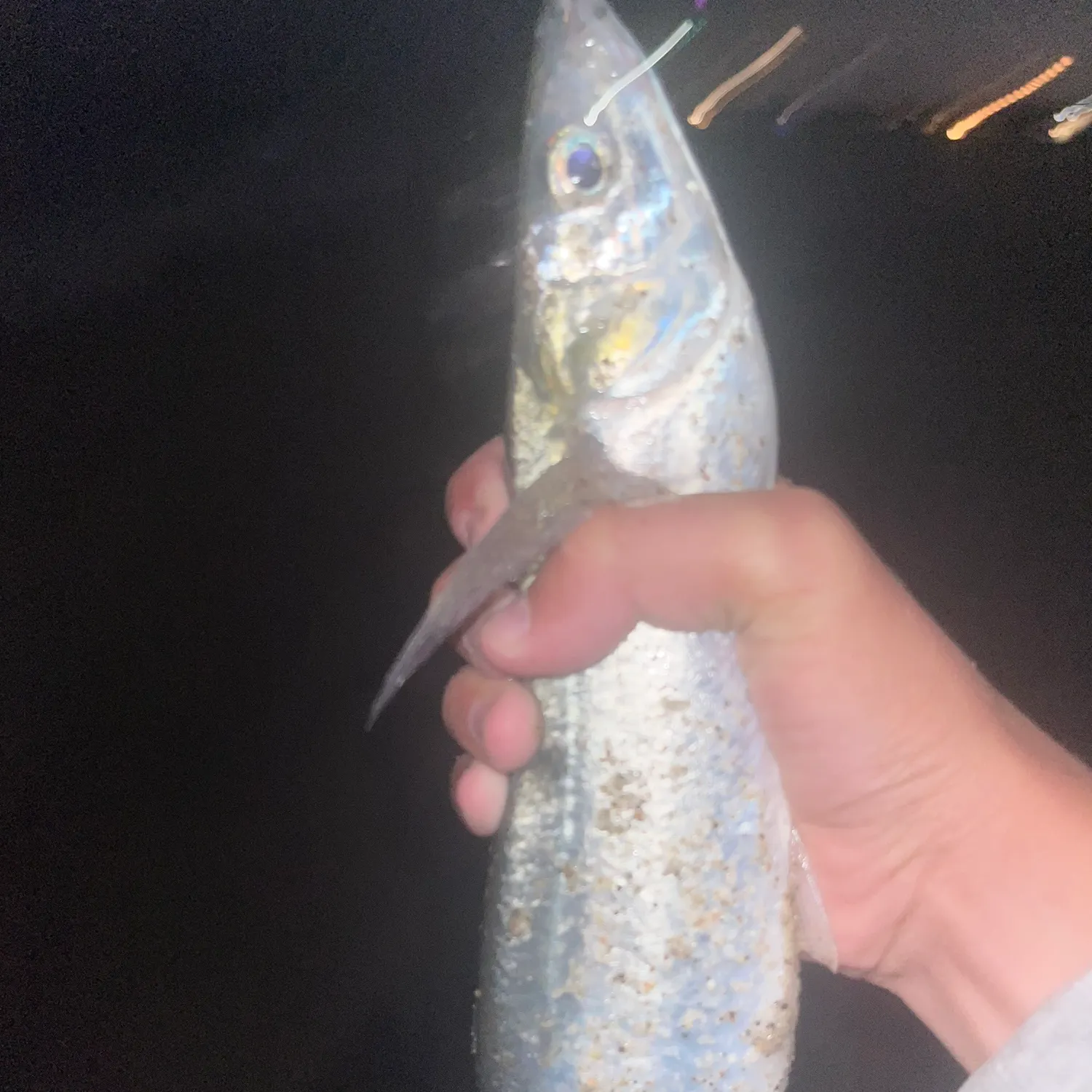 Surf smelt caught on Fishbrain